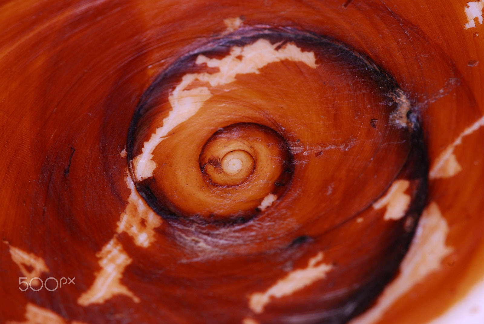 Sigma 105mm F2.8 EX DG OS HSM sample photo. Seashell.jpg photography
