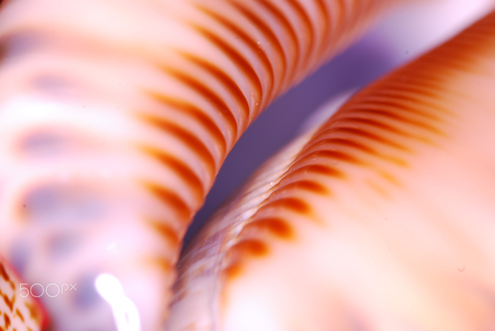 Sigma 105mm F2.8 EX DG OS HSM sample photo. Seashell.jpg photography