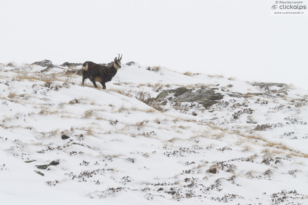 Canon EF 300mm F2.8L IS USM sample photo. Chamois photography
