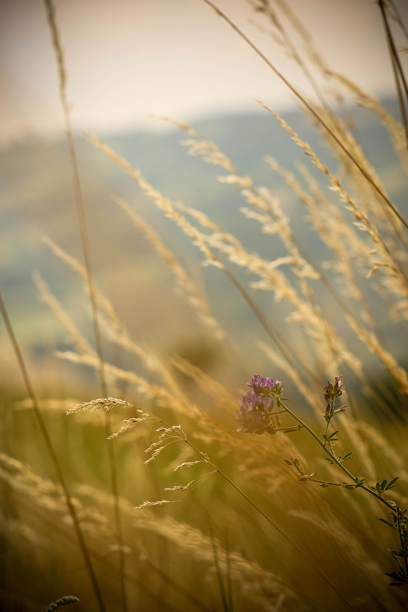 Canon EF 35-80mm f/4-5.6 sample photo