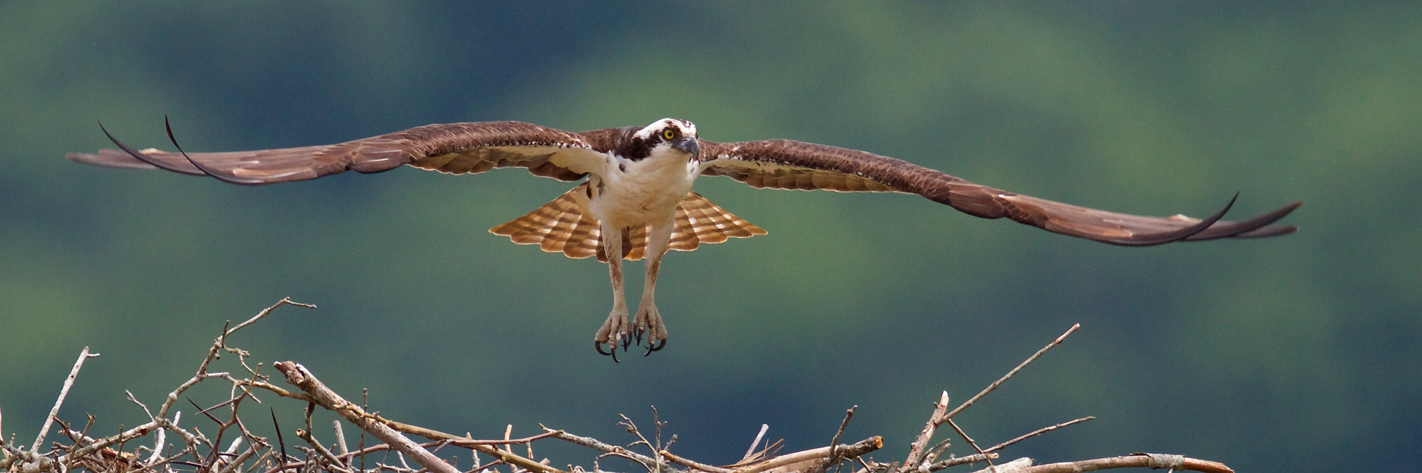 Canon EF 500mm F4L IS II USM sample photo. Osprey in flight photography