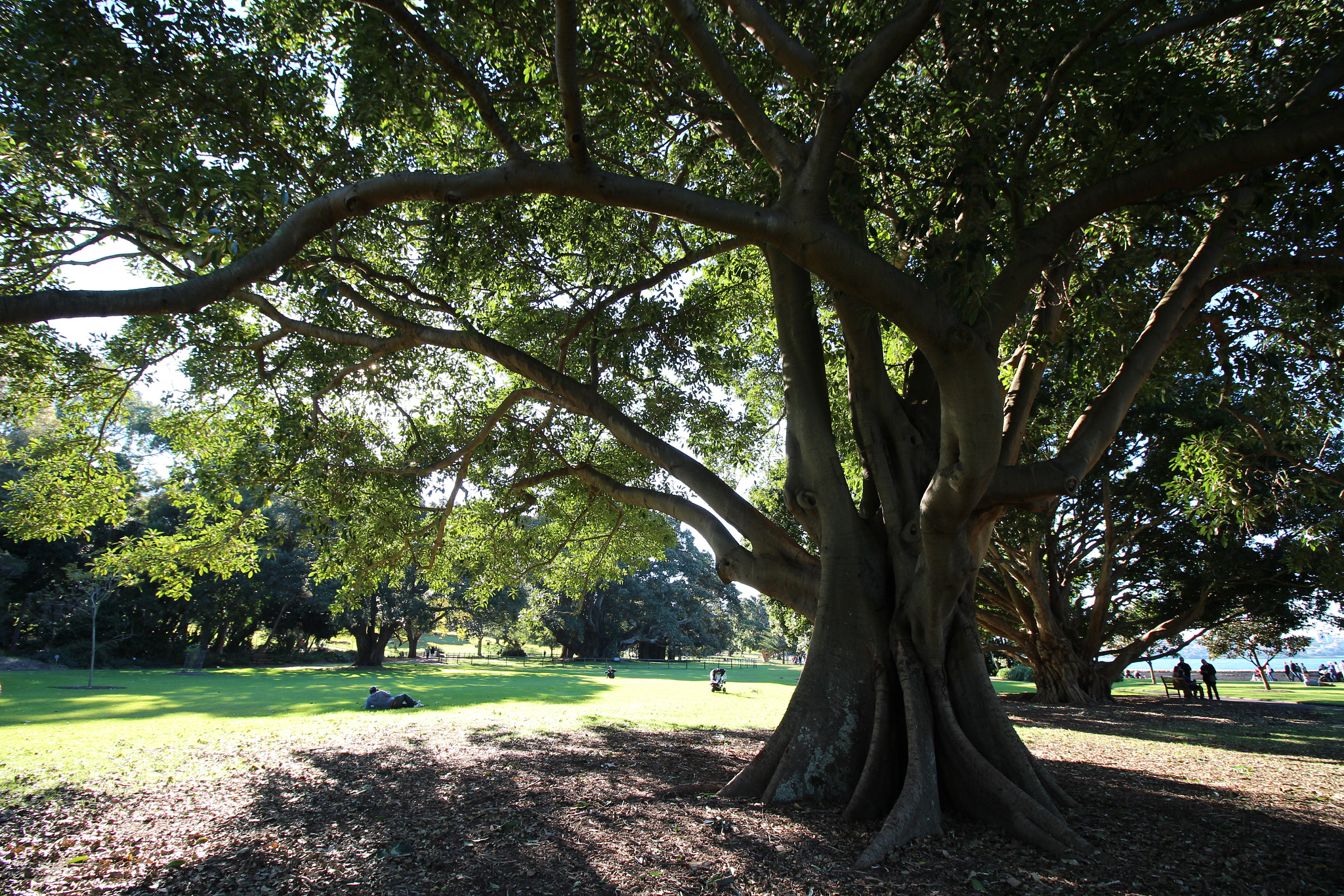 Canon EOS 650D (EOS Rebel T4i / EOS Kiss X6i) + Canon EF-S 10-18mm F4.5–5.6 IS STM sample photo. Shade under the tree photography