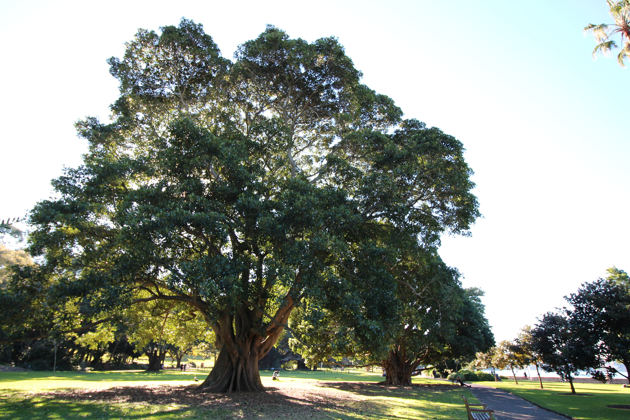 Canon EOS 650D (EOS Rebel T4i / EOS Kiss X6i) + Canon EF-S 10-18mm F4.5–5.6 IS STM sample photo. Big lit tree photography