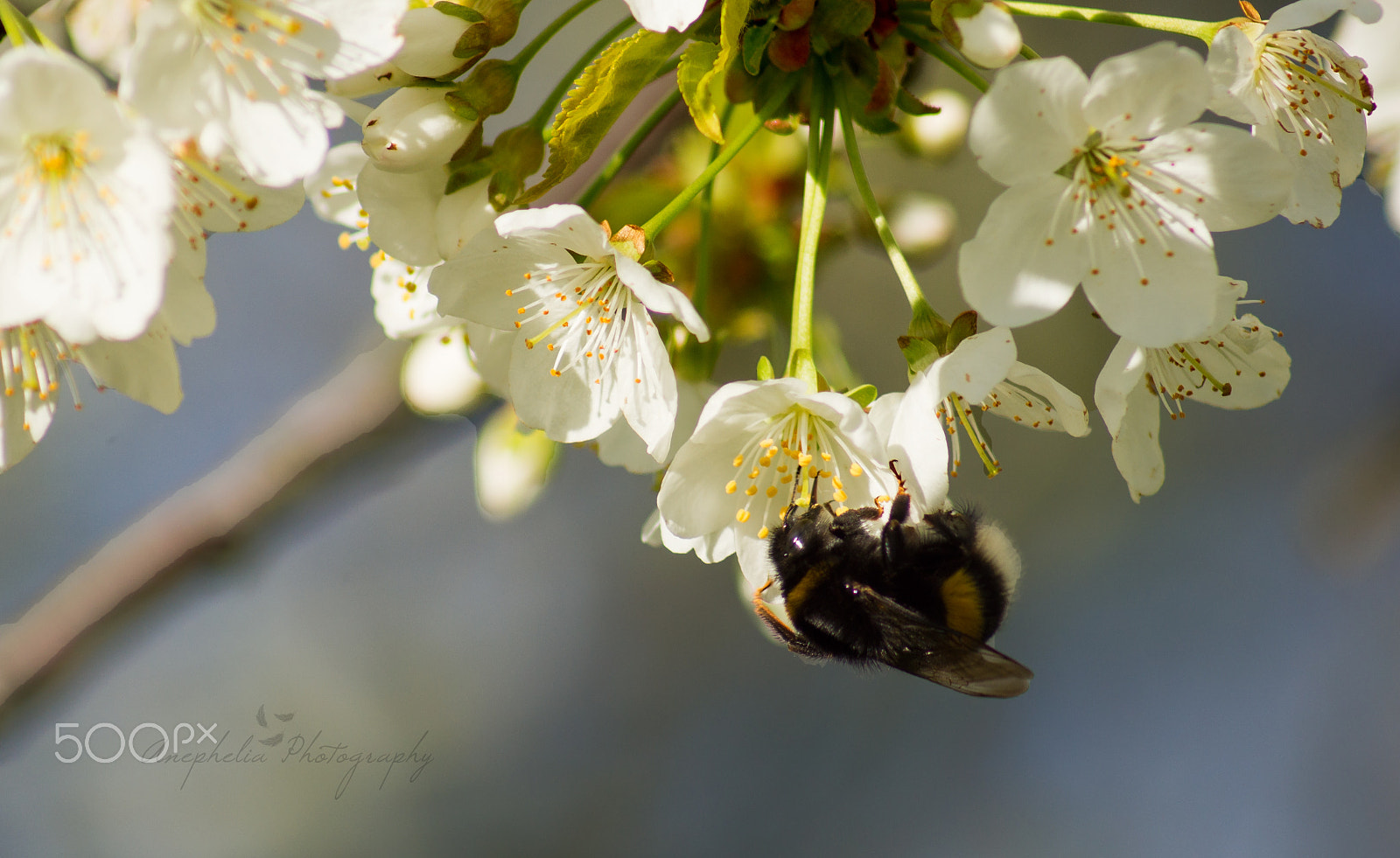 Sony 75-300mm F4.5-5.6 sample photo. Cherry blossoms with bumblebee photography
