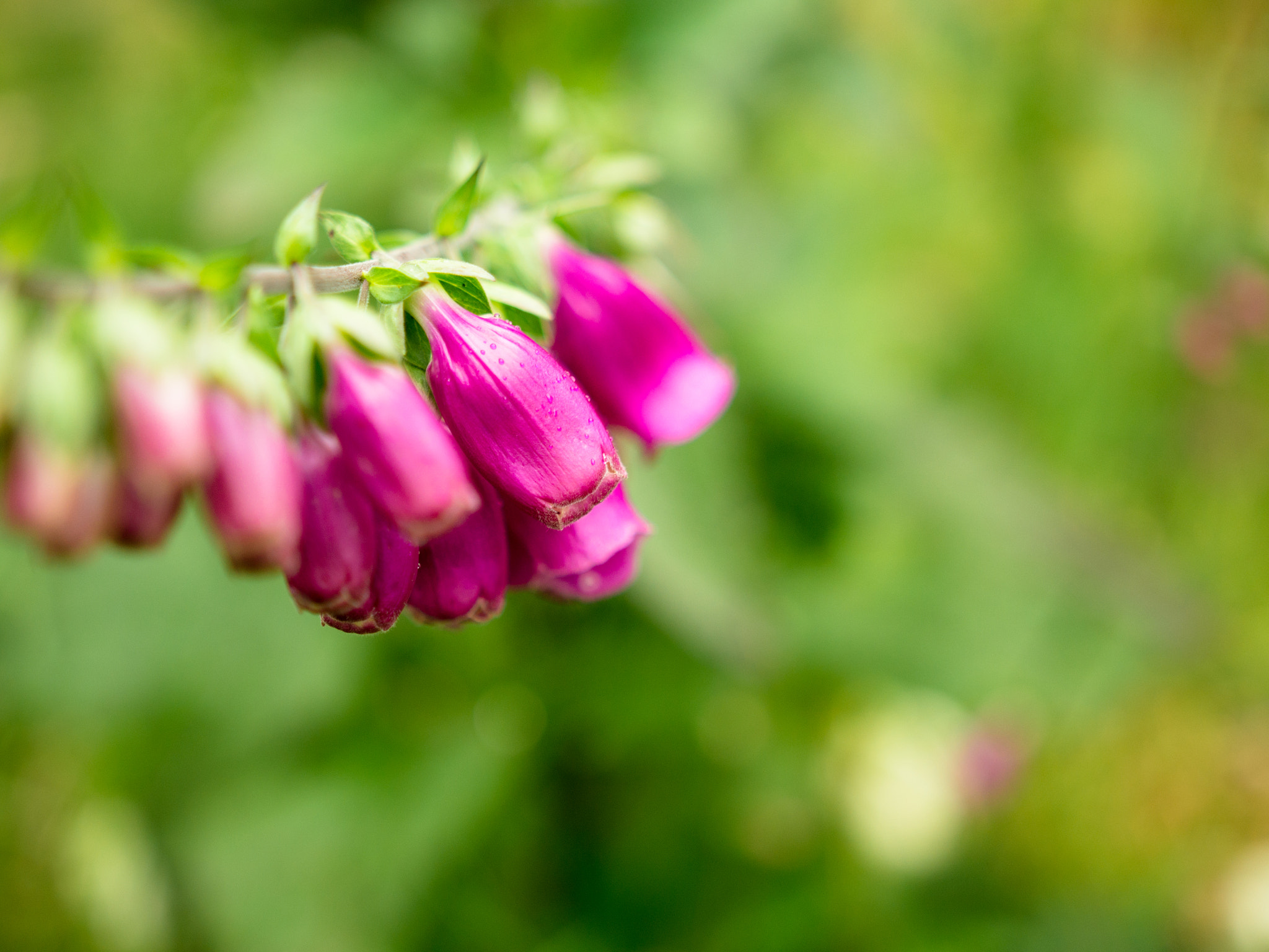 Sony SLT-A57 + Sigma 18-35mm F1.8 DC HSM Art sample photo. Foxglove photography