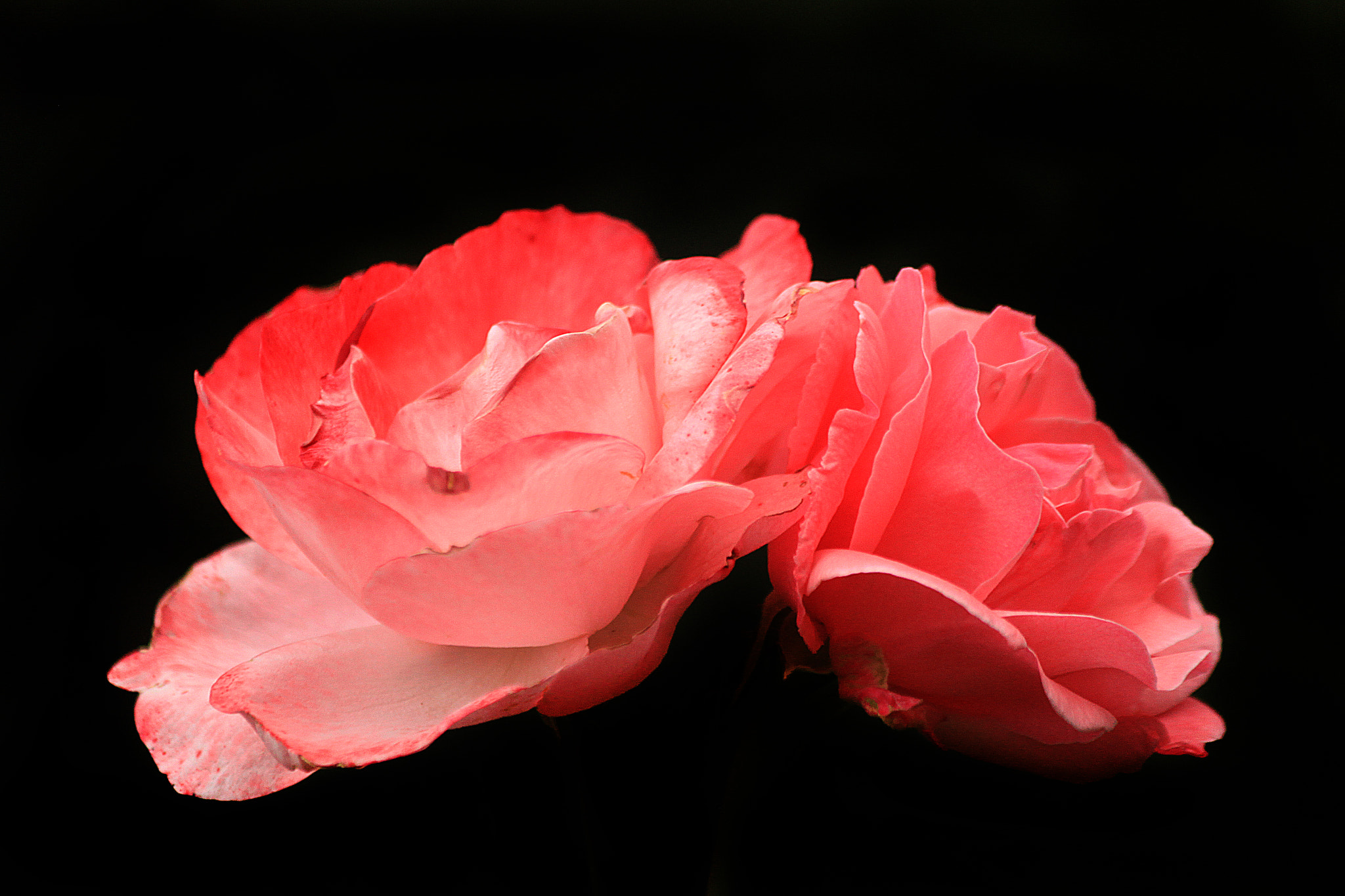 Canon EOS 500D (EOS Rebel T1i / EOS Kiss X3) sample photo. Forever together photography