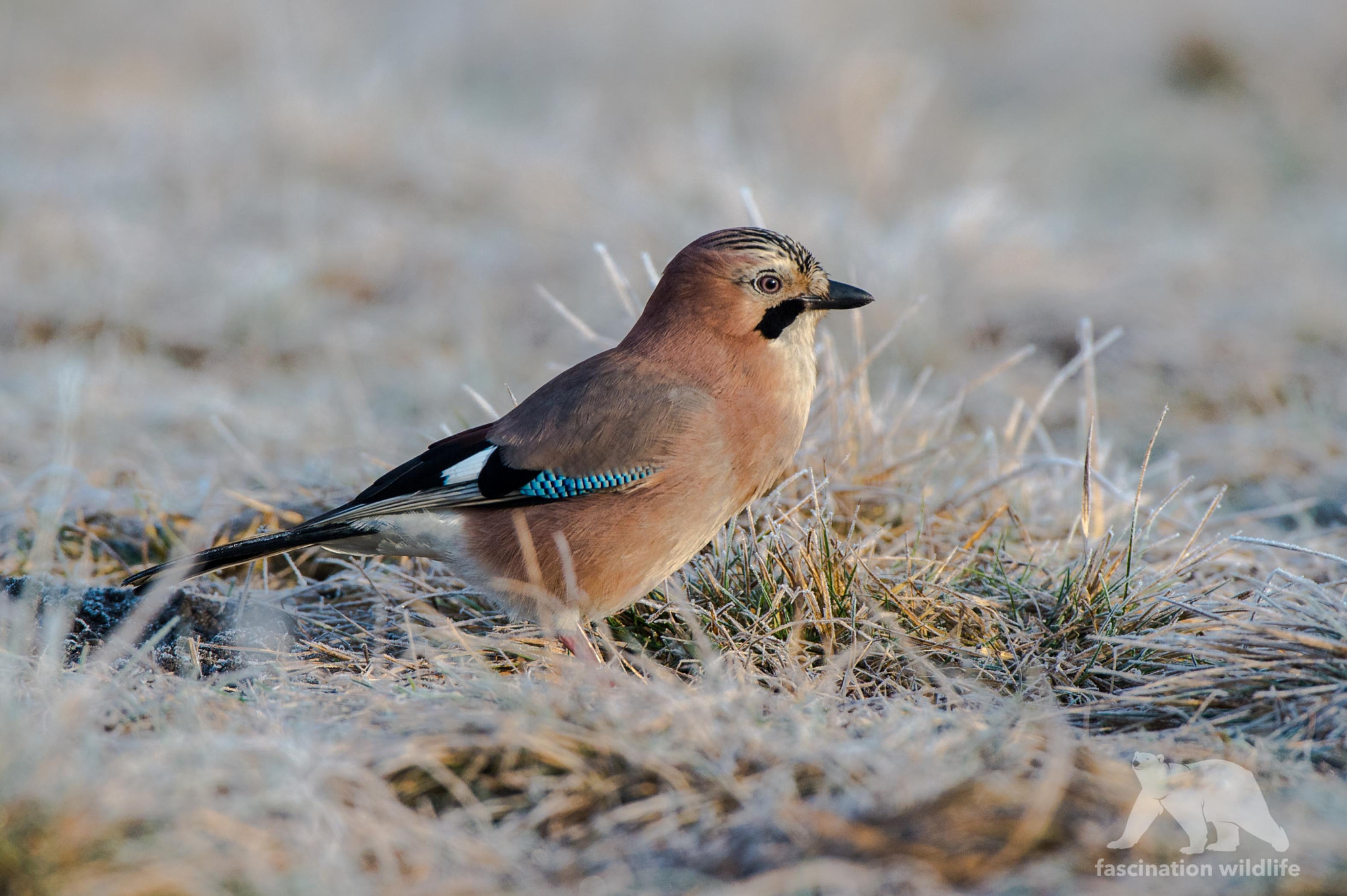 Nikon AF-S Nikkor 200-400mm F4G ED-IF VR sample photo. European jay photography