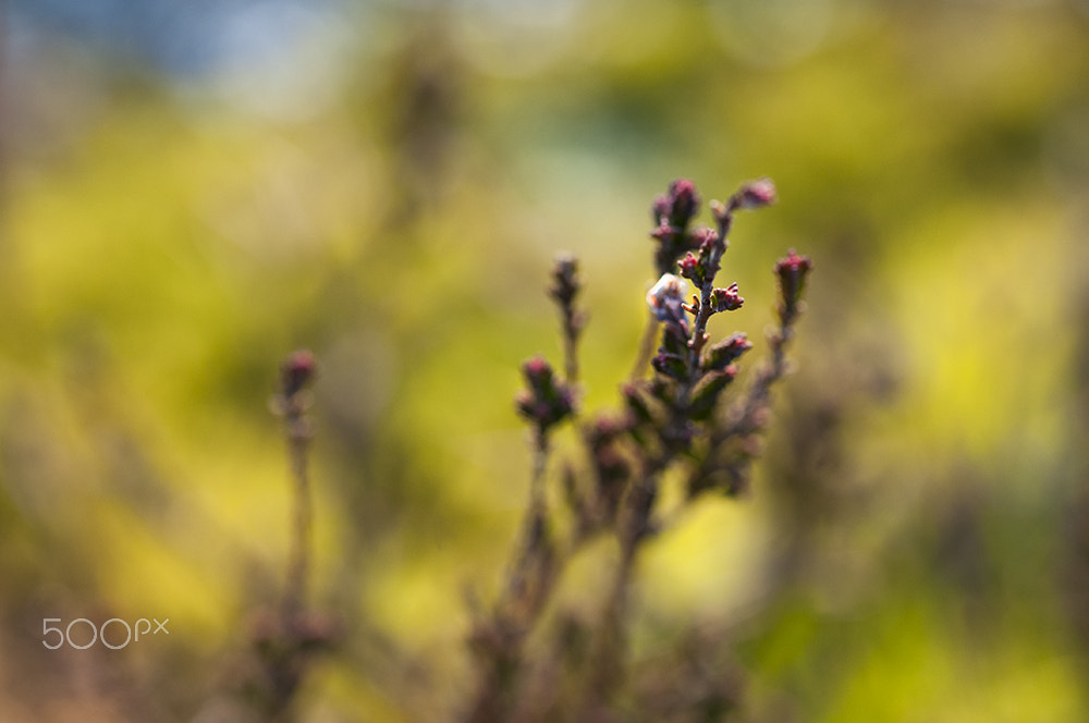 Sigma 105mm F2.8 EX DG OS HSM sample photo. Softly, softly photography