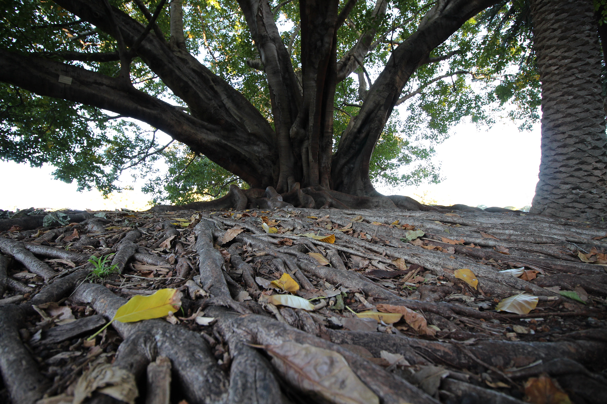 Canon EF-S 10-18mm F4.5–5.6 IS STM sample photo. Deep brown roots photography