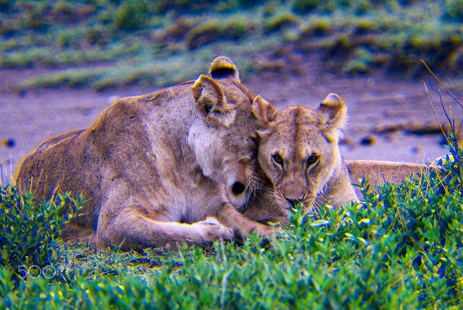 Canon EOS 600D (Rebel EOS T3i / EOS Kiss X5) + Canon EF 100-400mm F4.5-5.6L IS USM sample photo. Lion cubs photography