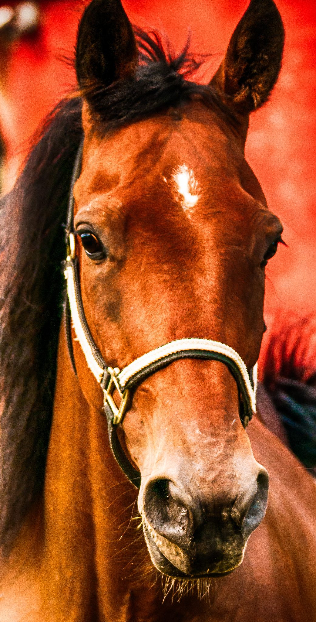 Sigma 150-600mm F5-6.3 DG OS HSM | C sample photo. Junior photography