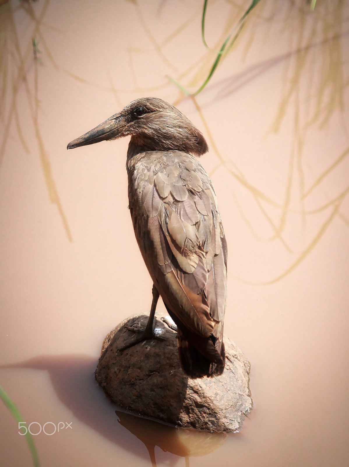 Canon EF 100-400mm F4.5-5.6L IS USM sample photo. Hamerkop photography