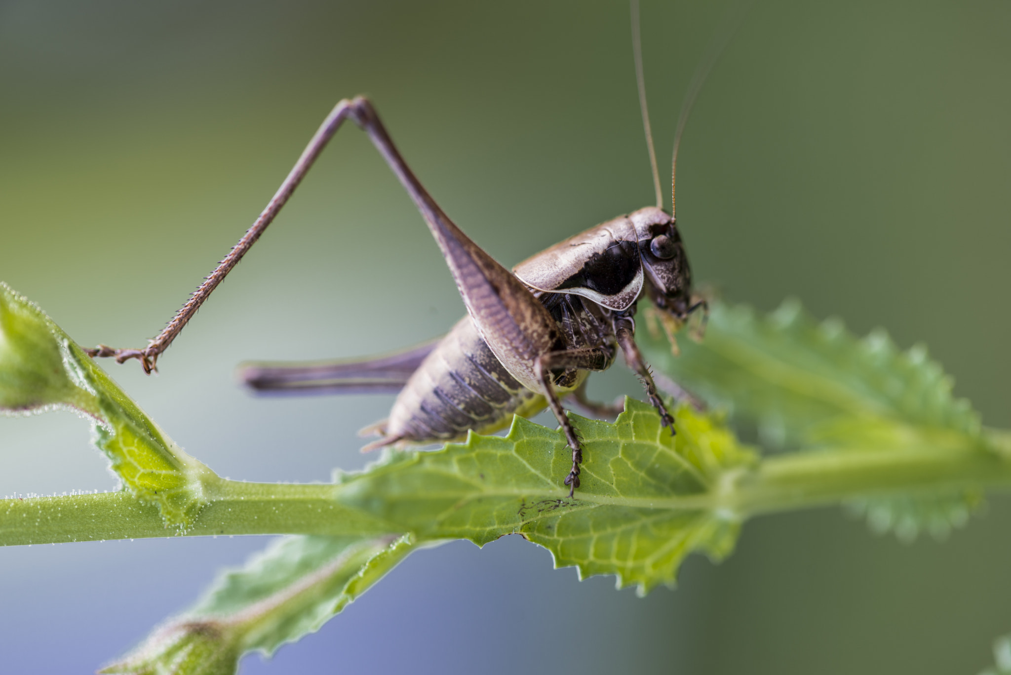 Sigma 105mm F2.8 EX DG OS HSM sample photo. Grillo photography