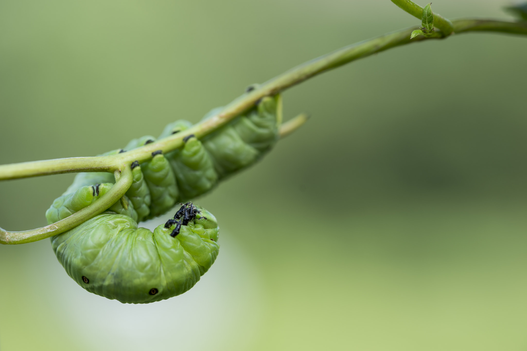Sigma 105mm F2.8 EX DG OS HSM sample photo. Bruco photography