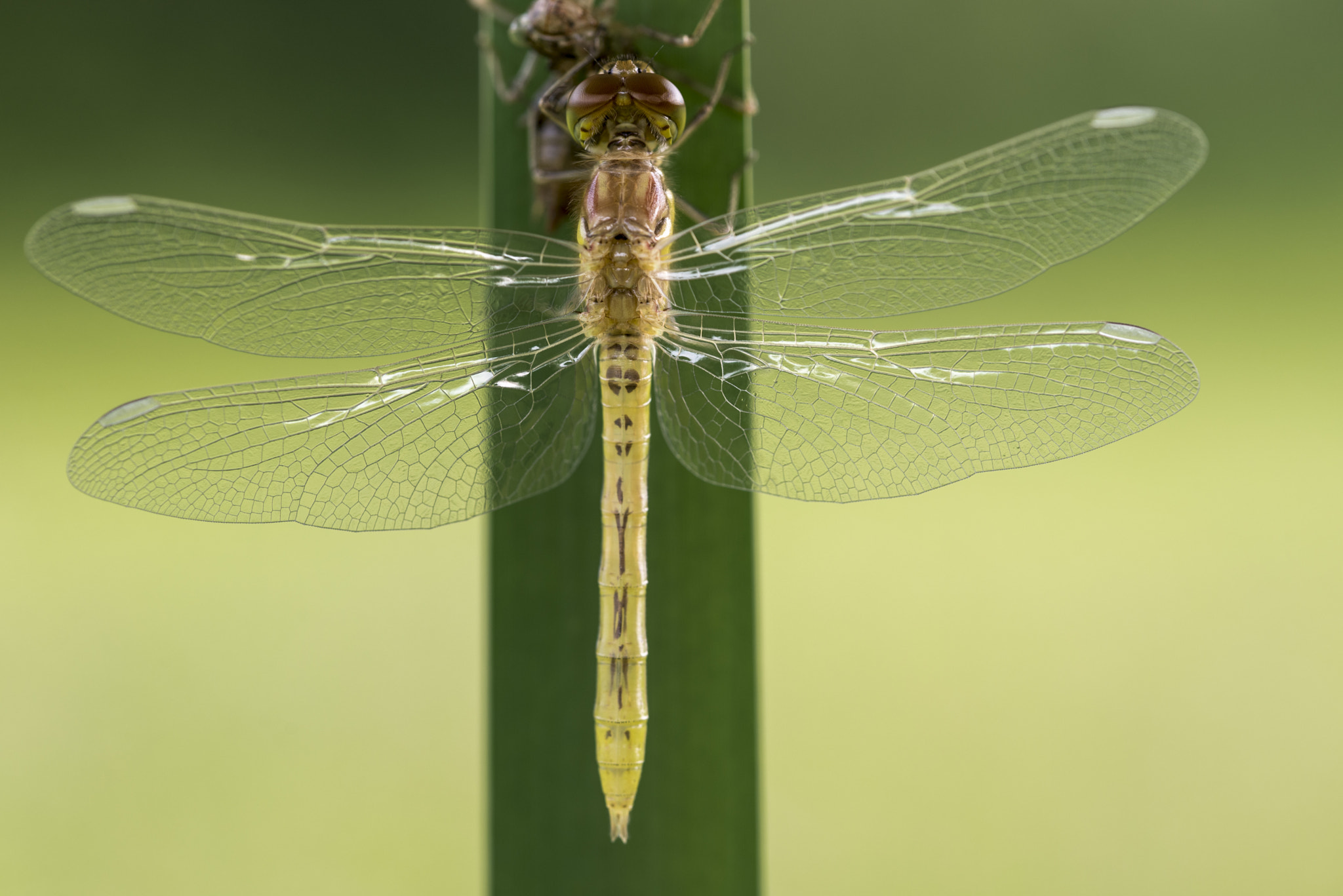 Sigma 105mm F2.8 EX DG OS HSM sample photo. Libellula photography
