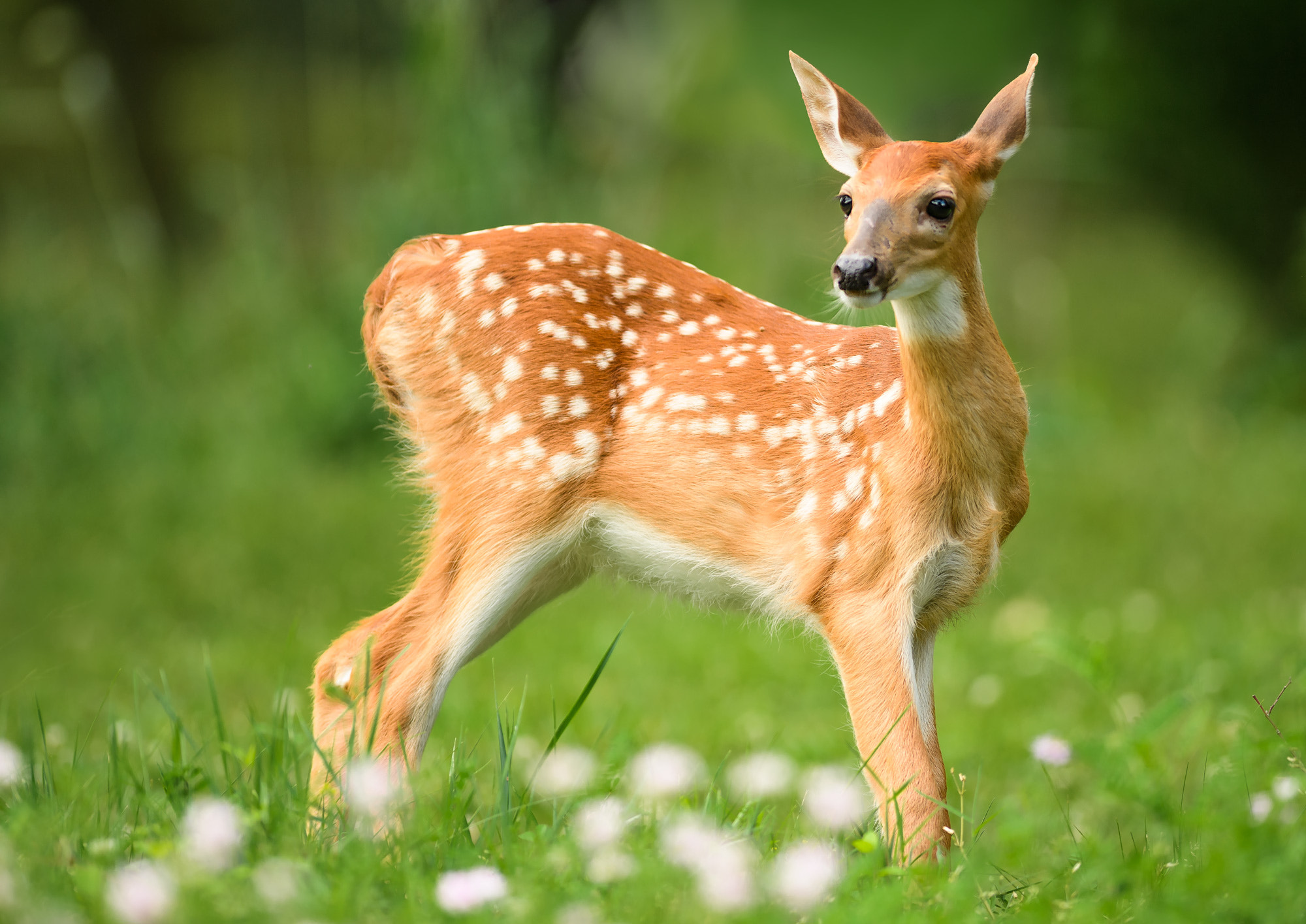 Nikon AF-S Nikkor 300mm F2.8G ED VR II sample photo. Spotted fawn photography