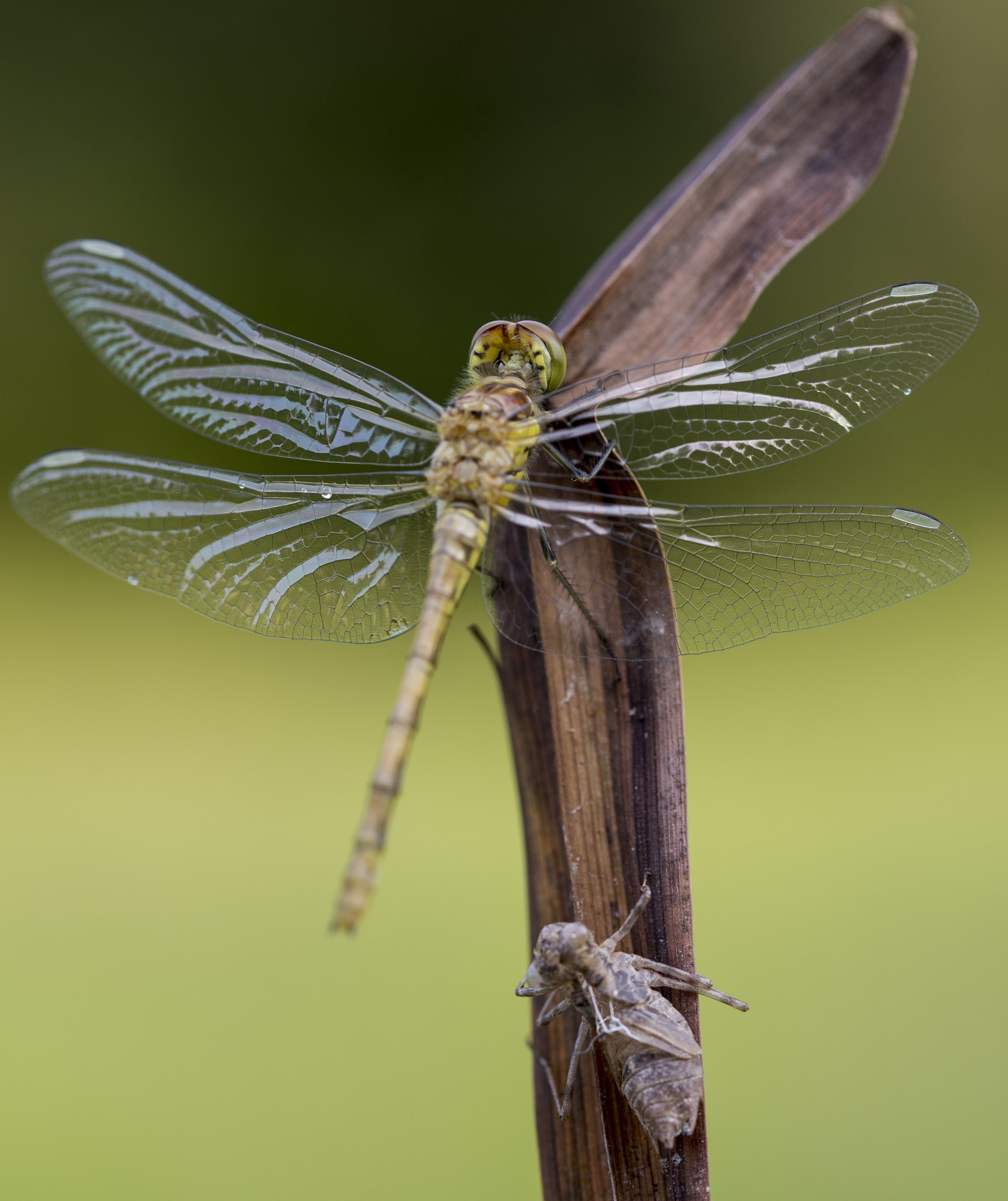 Sigma 105mm F2.8 EX DG OS HSM sample photo. Libellula photography