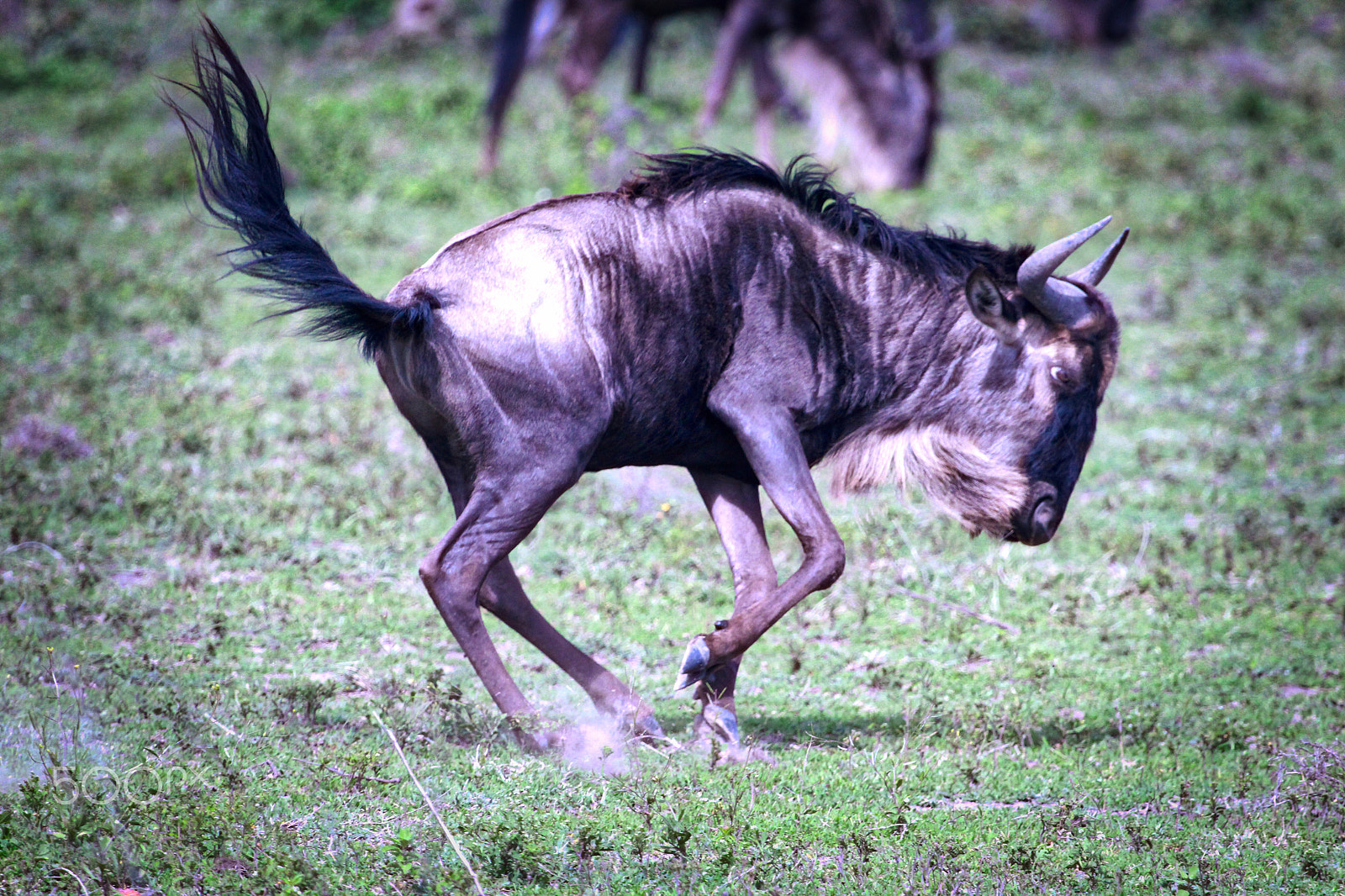 Canon EF 100-400mm F4.5-5.6L IS USM sample photo. Wildebeest photography