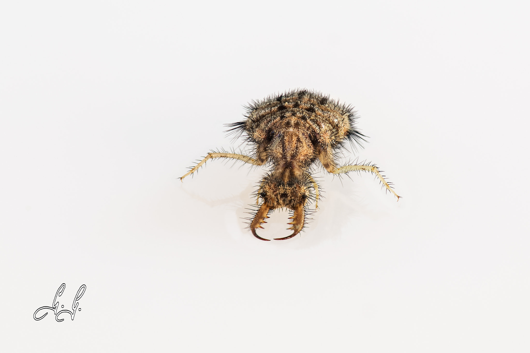 Canon EF 180mm F3.5L Macro USM sample photo. Antlion larvae photography