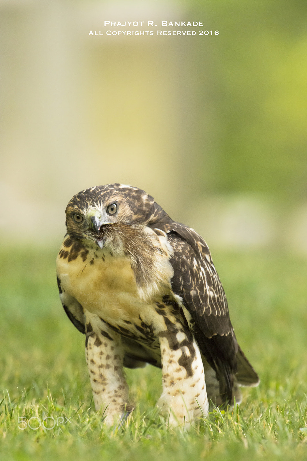 Nikon D7200 + Nikon AF-S Nikkor 500mm F4G ED VR sample photo. Red-tailed hawk photography