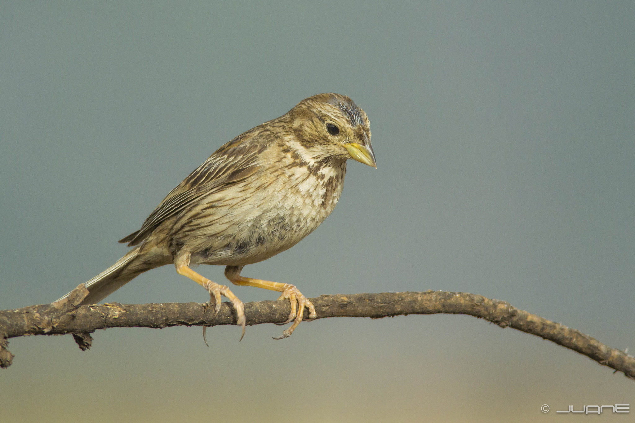 Nikon 1 V2 + 300mm f/4D sample photo. Triguero, miliaria calandria. (juvenil) photography