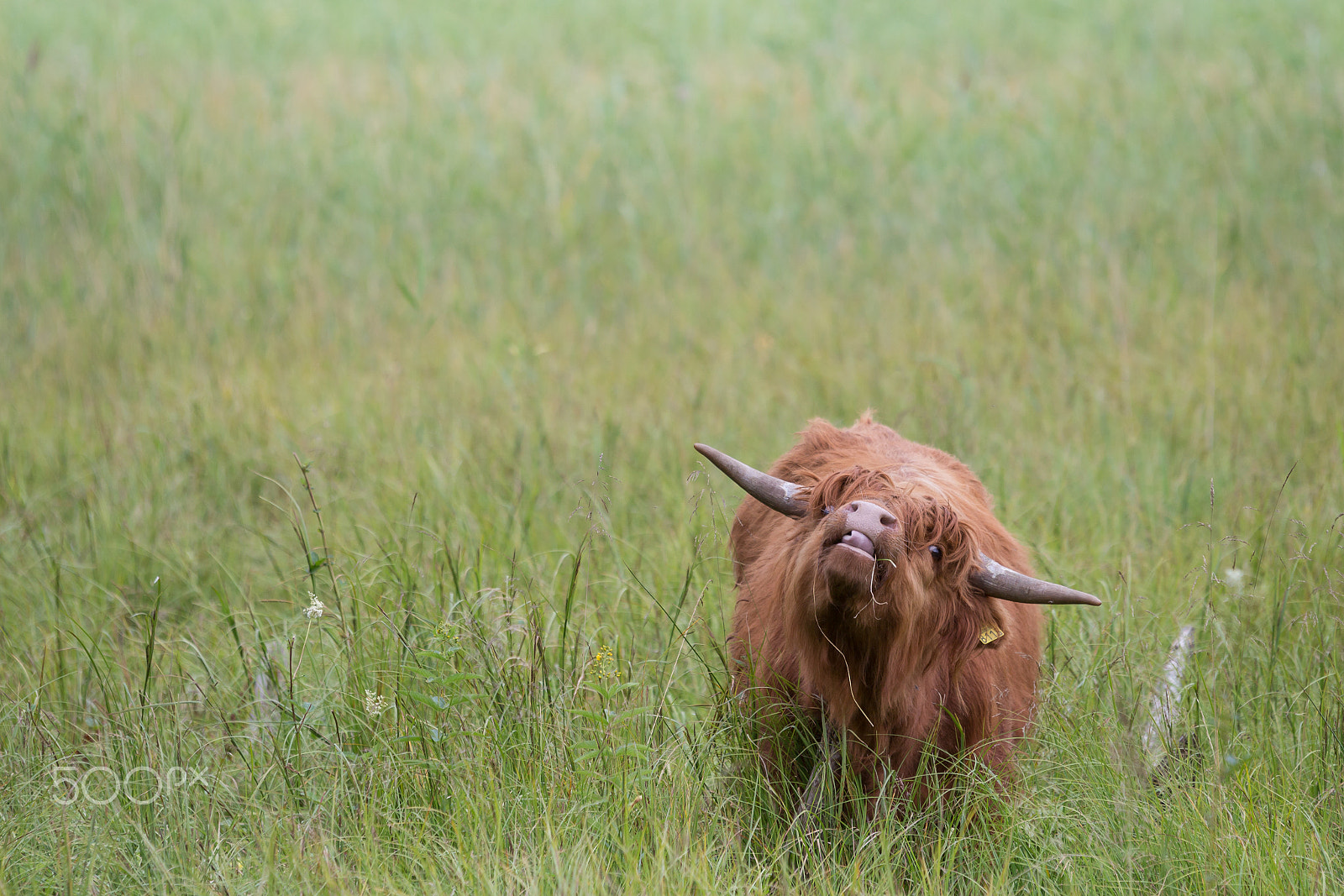 Canon EOS 700D (EOS Rebel T5i / EOS Kiss X7i) + Sigma 70-200mm F2.8 EX DG OS HSM sample photo. Highland bull rolling tongue photography