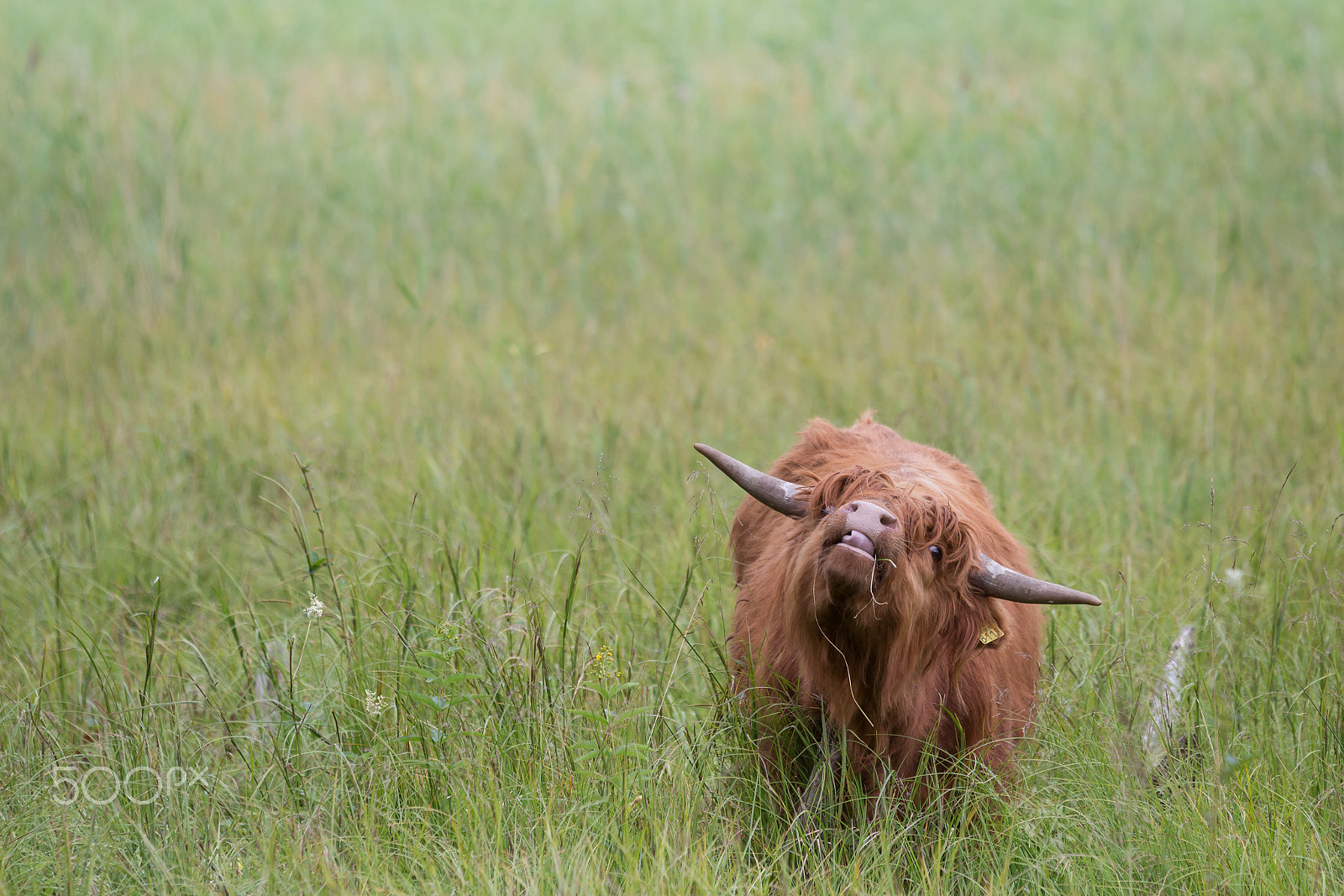 Sigma 70-200mm F2.8 EX DG OS HSM sample photo. Highland bull rolling tongue photography