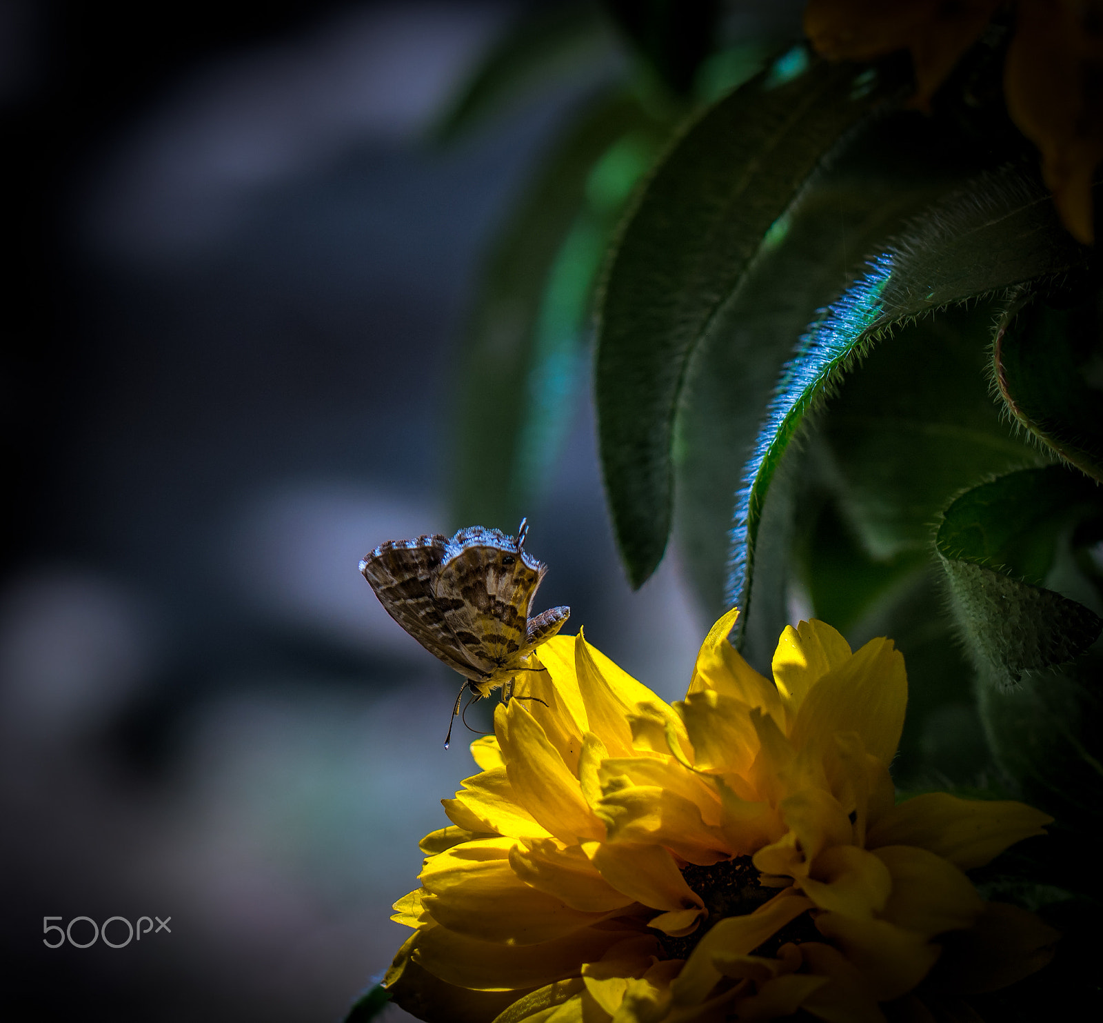 Nikon D5200 + Tamron SP 90mm F2.8 Di VC USD 1:1 Macro (F004) sample photo. Small butterfly photography