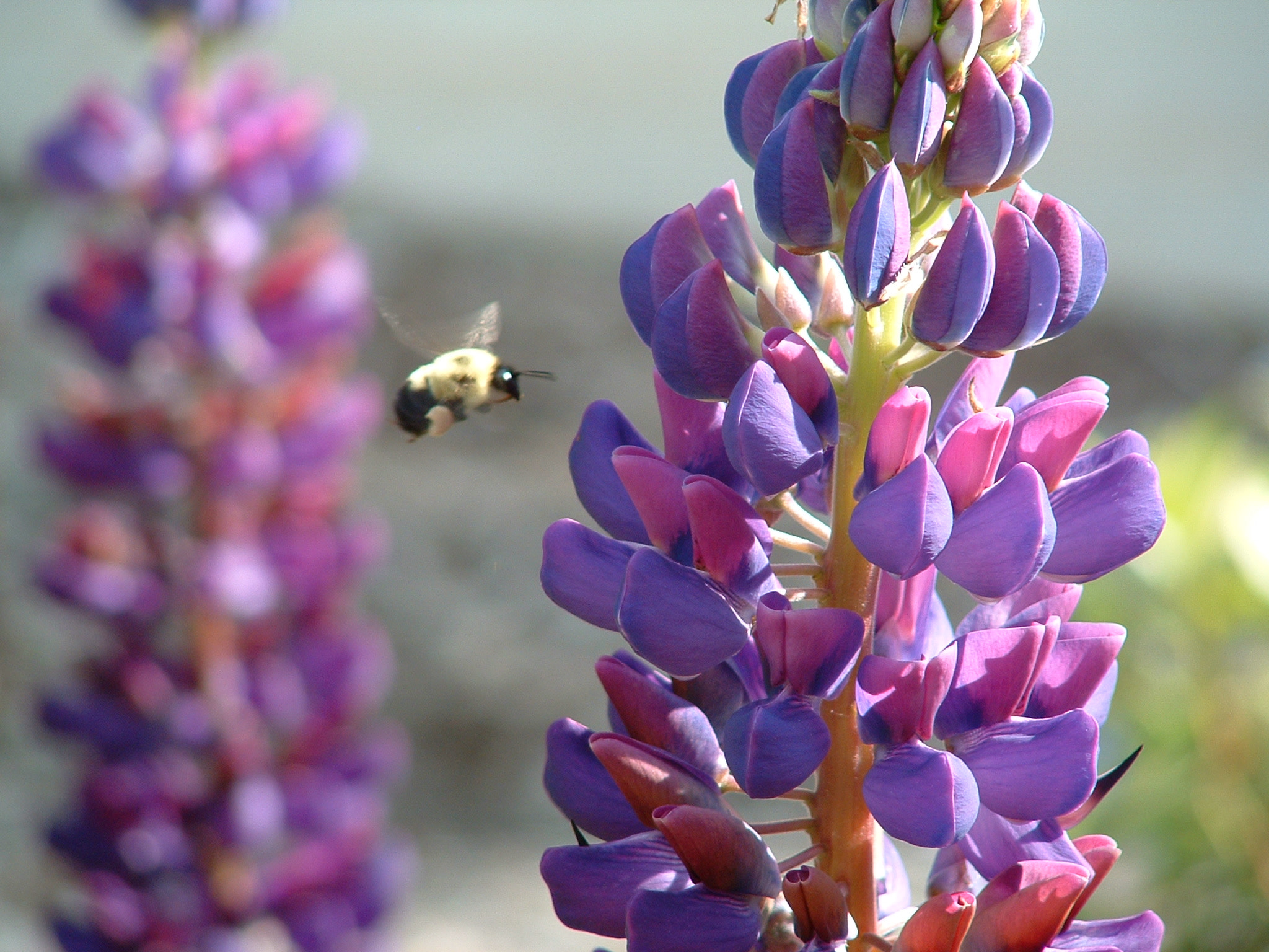 Fujifilm FinePix 3800 sample photo. Flower and bee photography