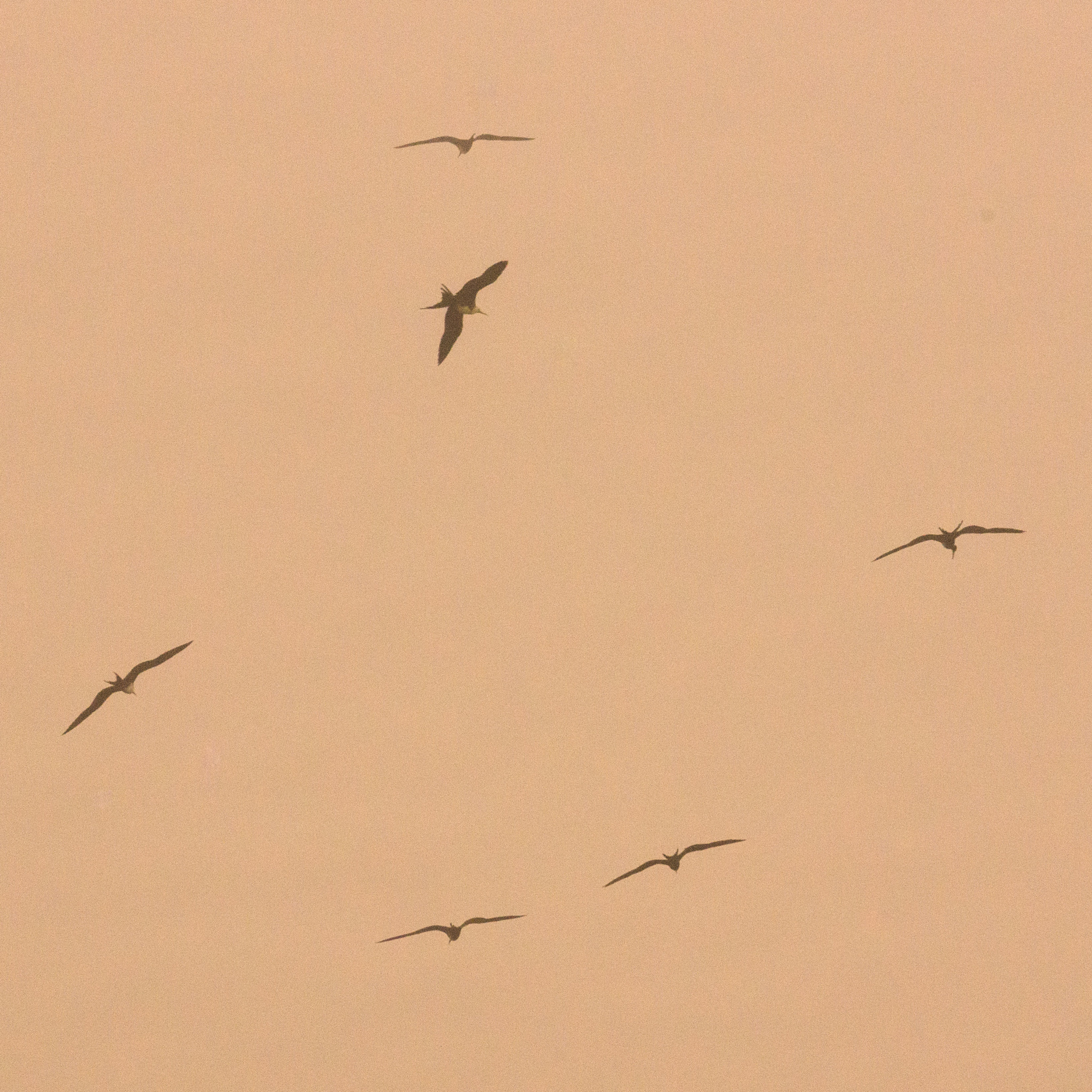 Sony 70-300mm F4.5-5.6 G SSM sample photo. Frigate birds soaring in fog photography