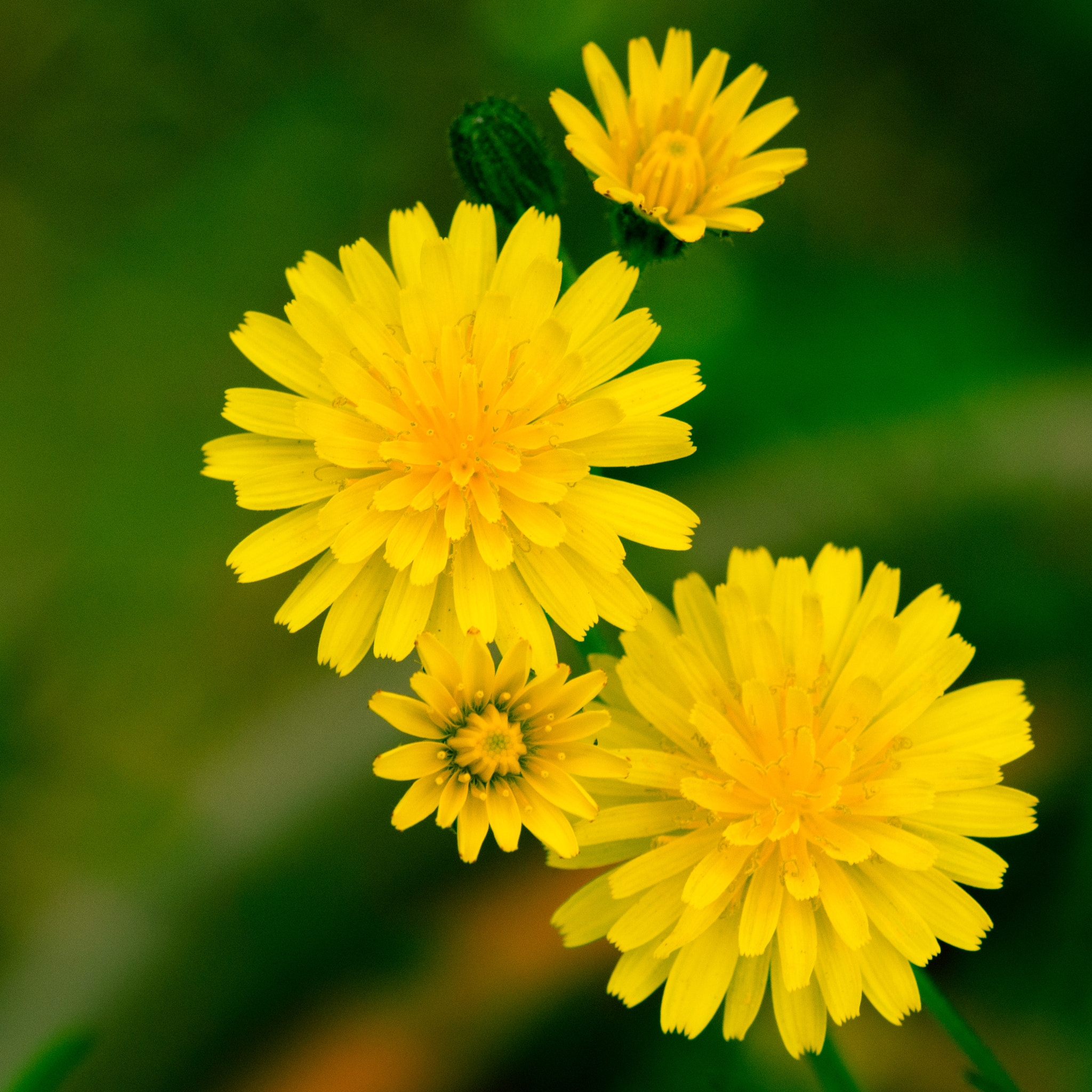 Pentax K-1 sample photo. Sharp yellow photography