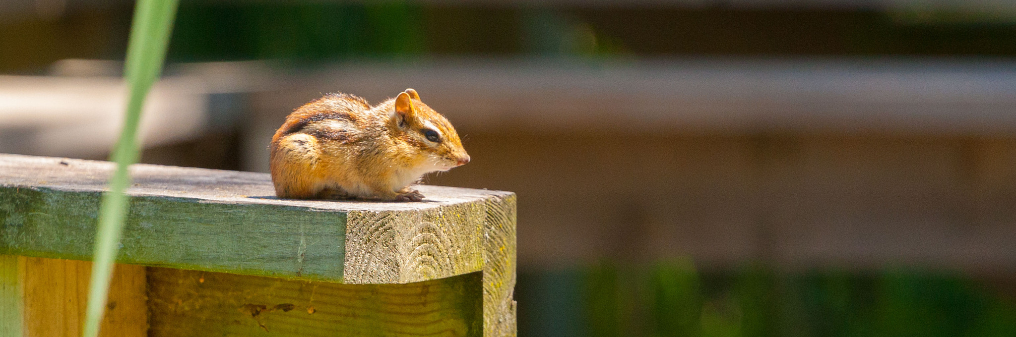 Canon EF 70-200mm F4L USM sample photo. Catching some rays photography