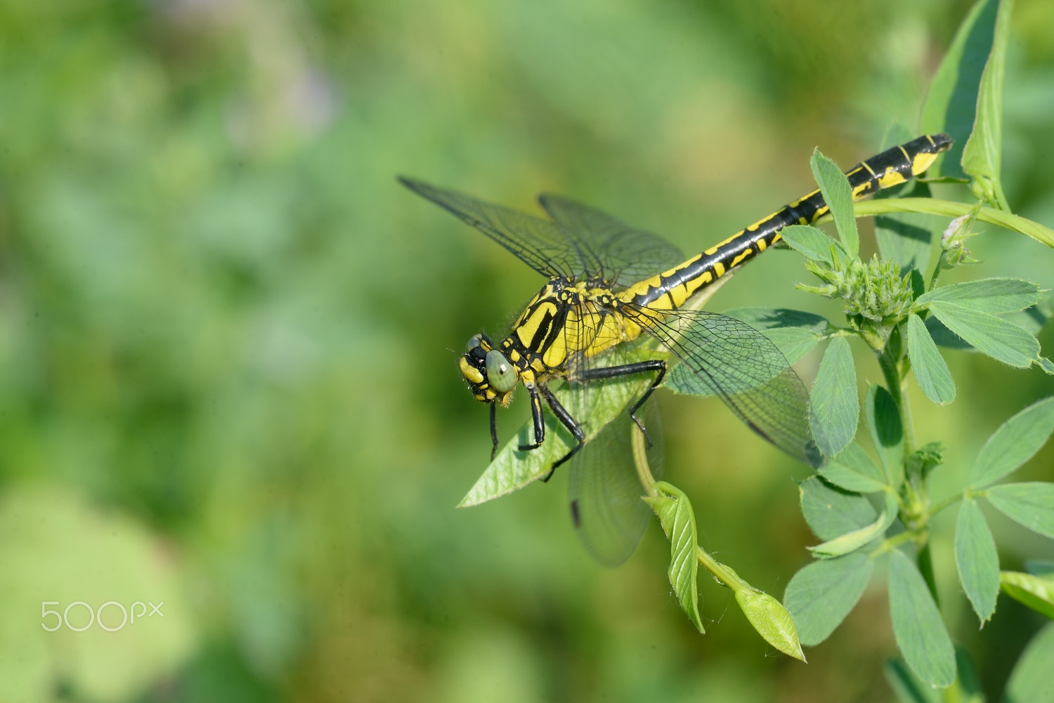 Sigma 150mm F2.8 EX DG Macro HSM sample photo. Gomphus vulgatissimus_____ photography