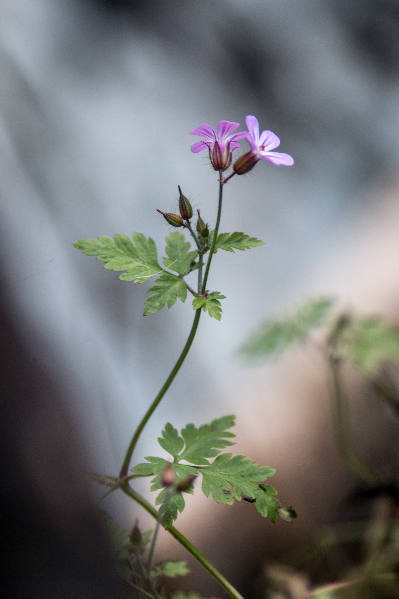 Canon EOS 70D + Canon EF 200mm F2.8L II USM sample photo. By the stream photography