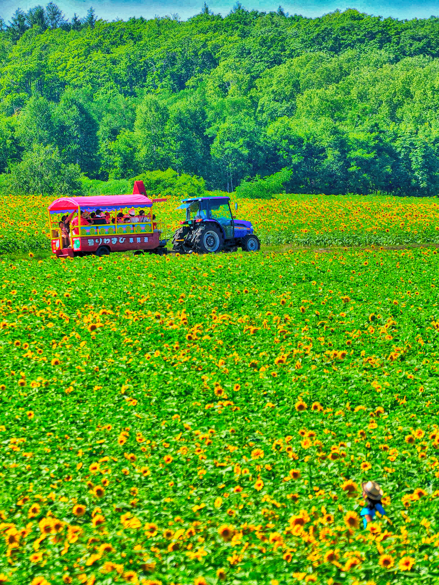 Sigma 70-200mm F2.8 EX DG OS HSM sample photo. Sunflower garden photography