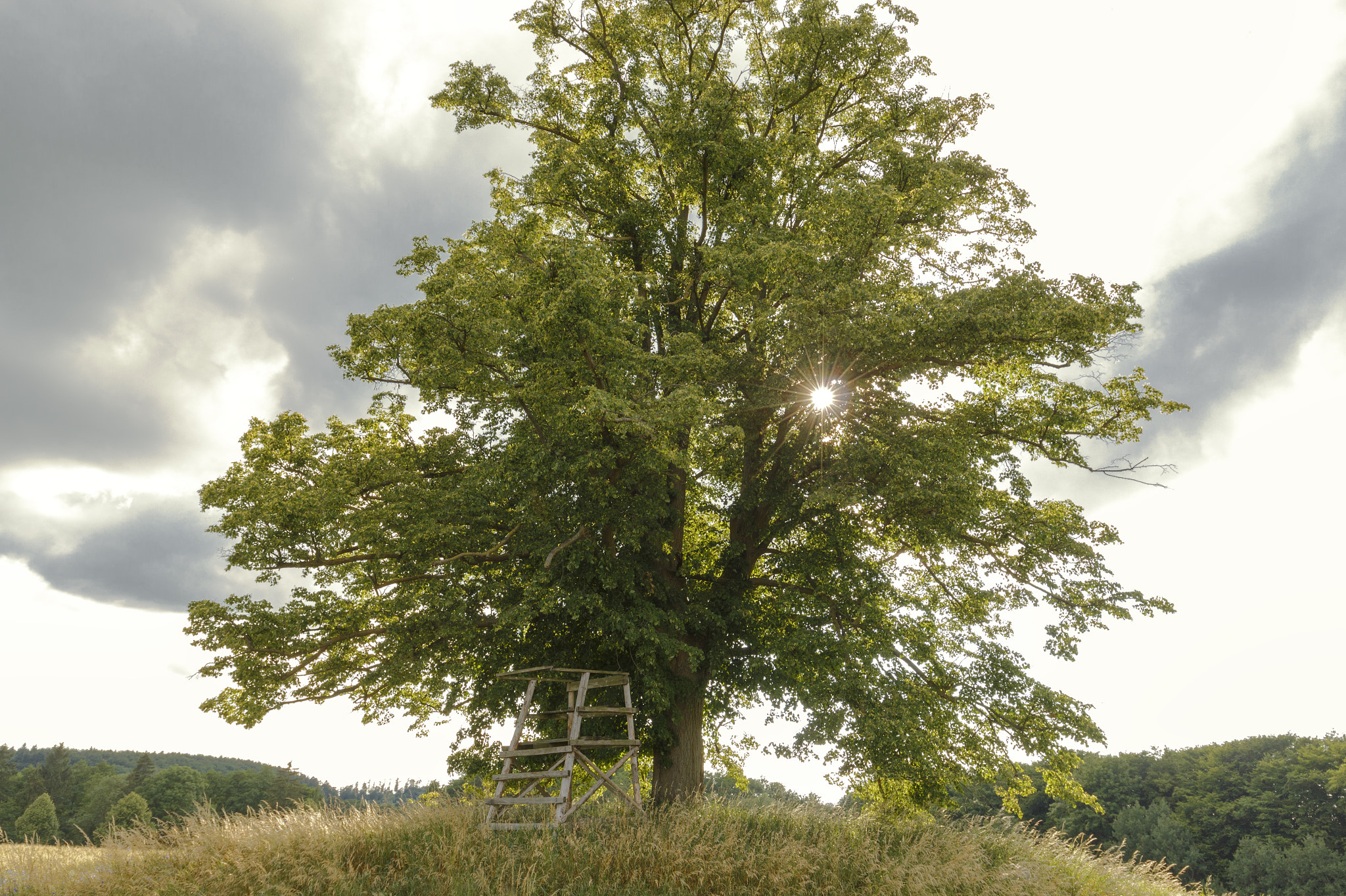 Canon EOS 700D (EOS Rebel T5i / EOS Kiss X7i) + Canon EF 16-35mm F4L IS USM sample photo. Solitary tree photography