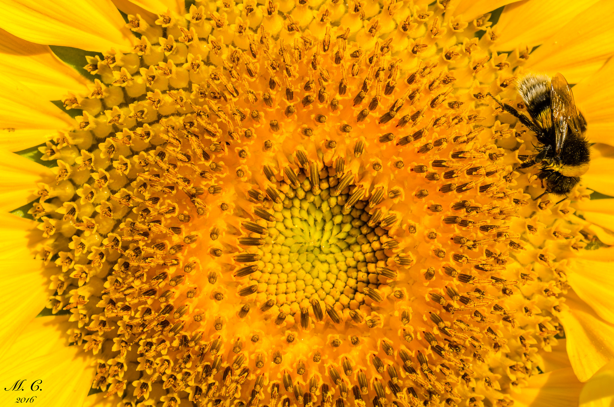 Sigma 150mm F2.8 EX DG OS Macro HSM sample photo. La ricerca del più buono photography