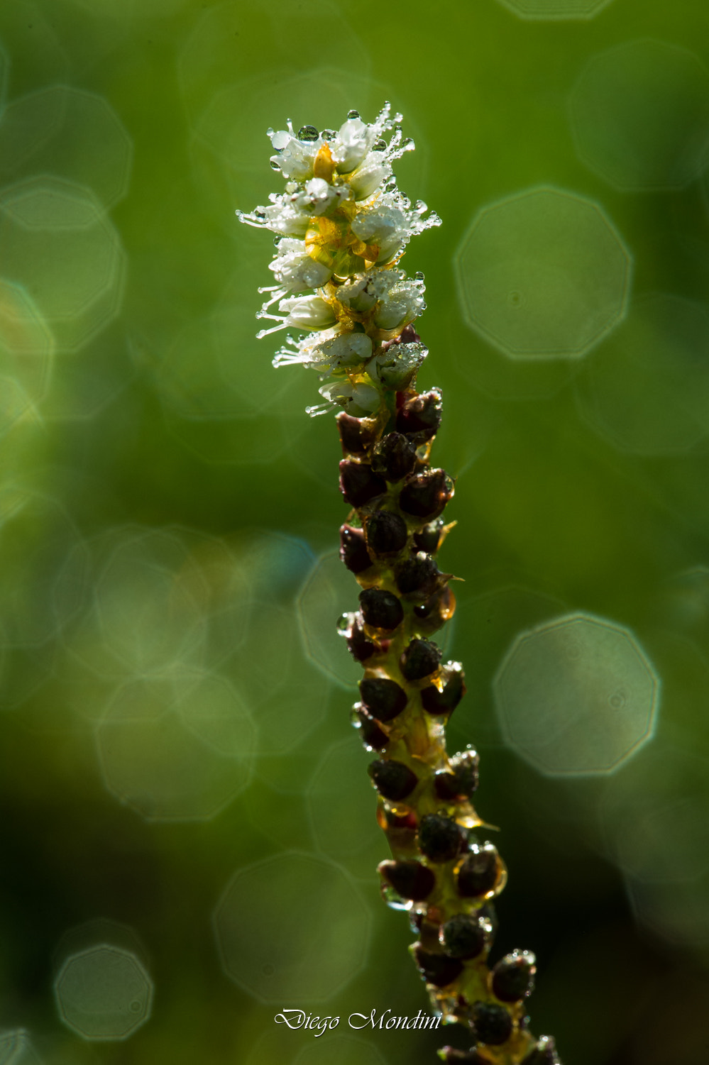 Sigma 150mm F2.8 EX DG Macro HSM sample photo. Flare photography