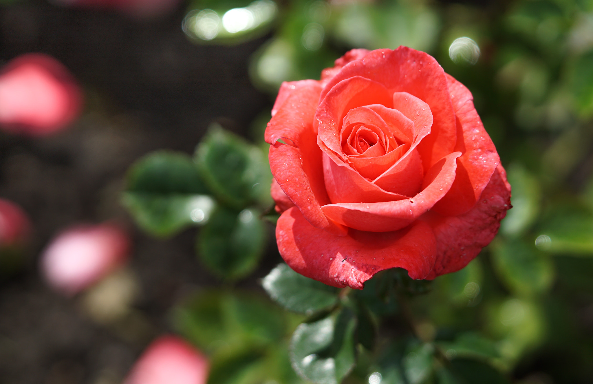 Sony a5100 + Sony FE 90mm F2.8 Macro G OSS sample photo. The rose photography