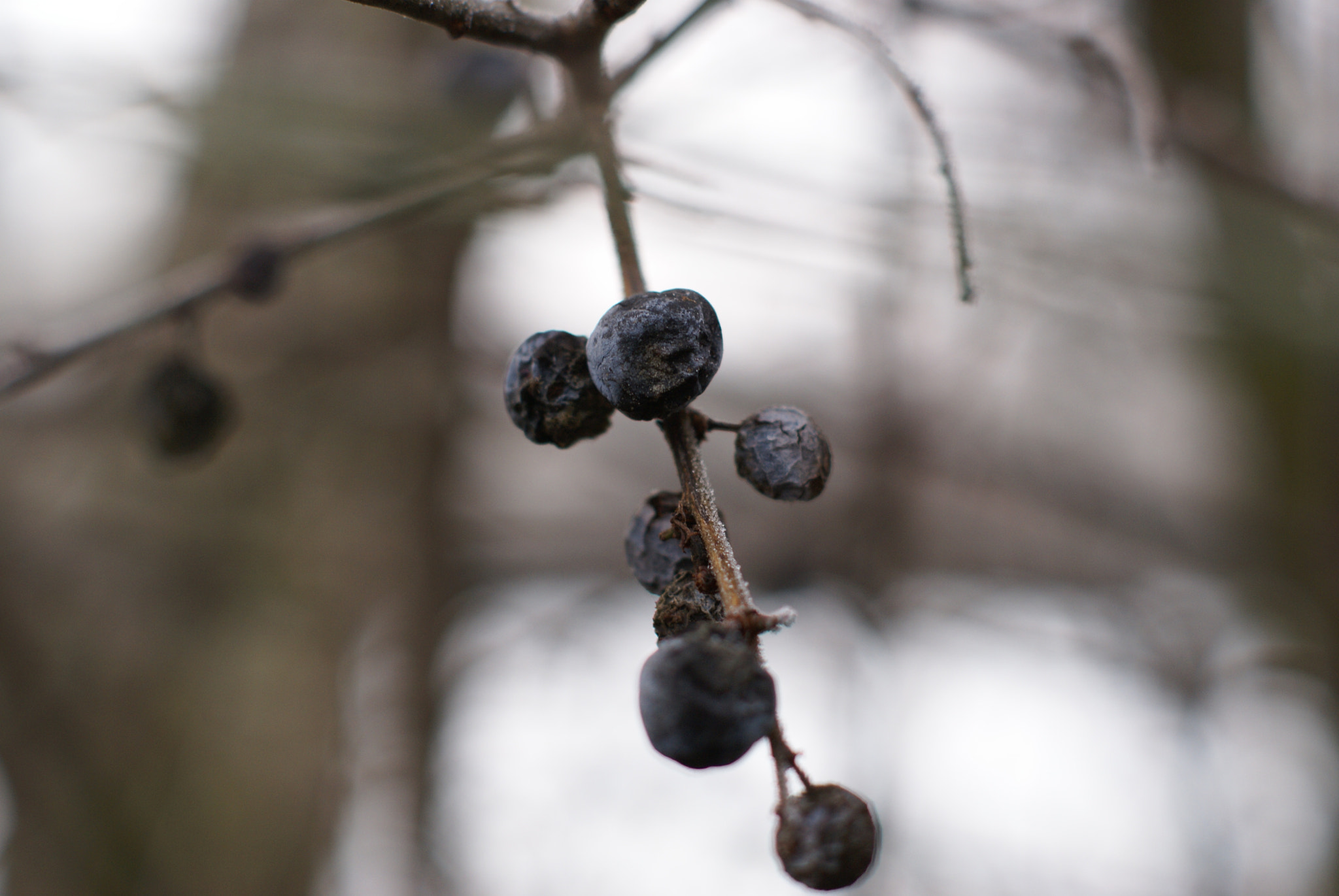 Sony Alpha DSLR-A100 + Sony DT 50mm F1.8 SAM sample photo. Hanging blue photography