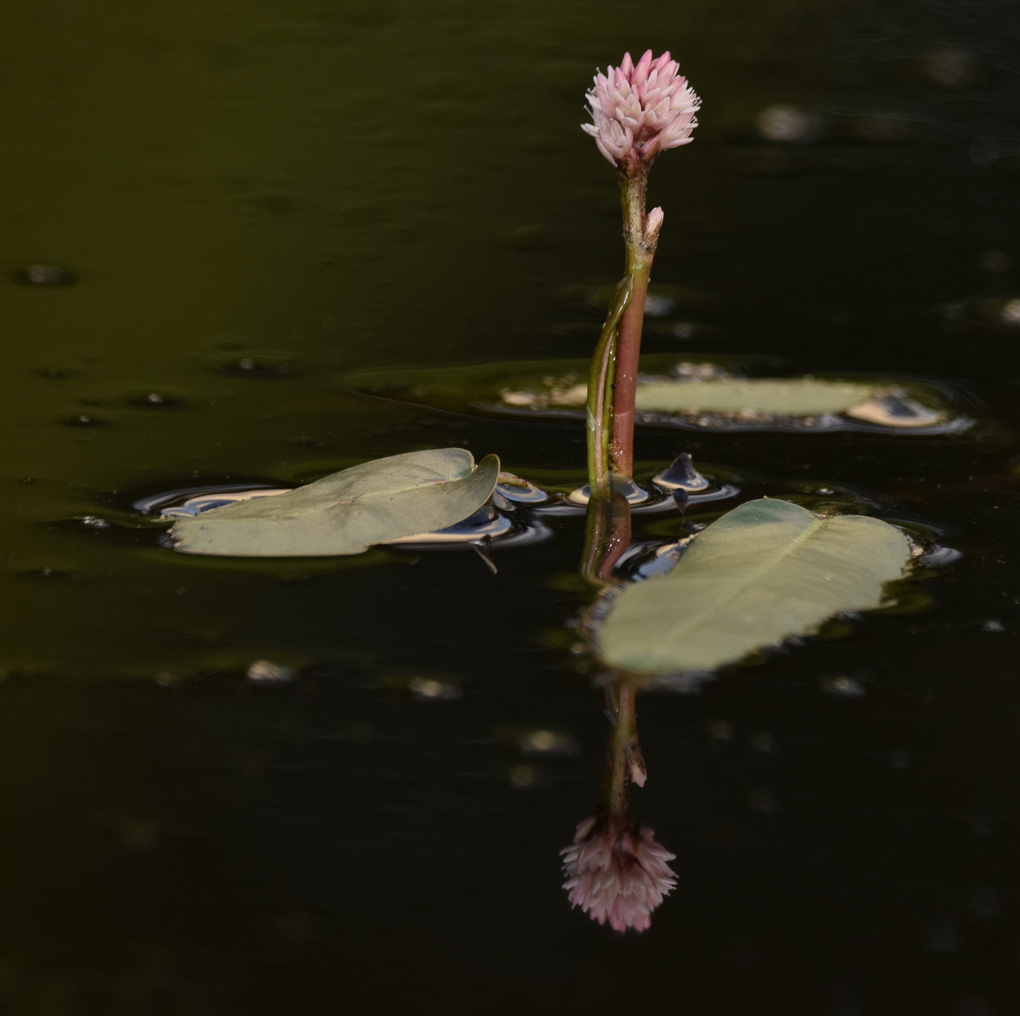 Sigma 150-600mm F5-6.3 DG OS HSM | C sample photo