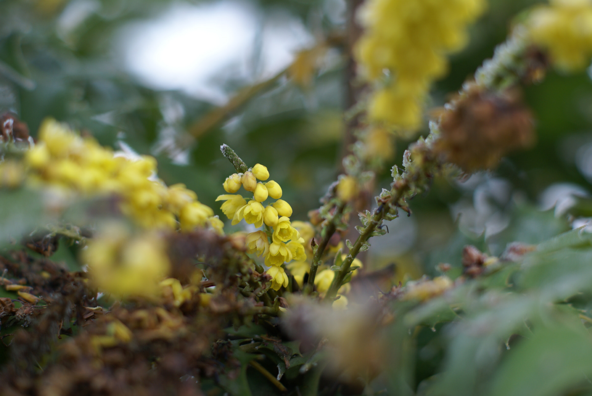 Sony Alpha DSLR-A100 + Sony DT 50mm F1.8 SAM sample photo. Yellow and silver photography