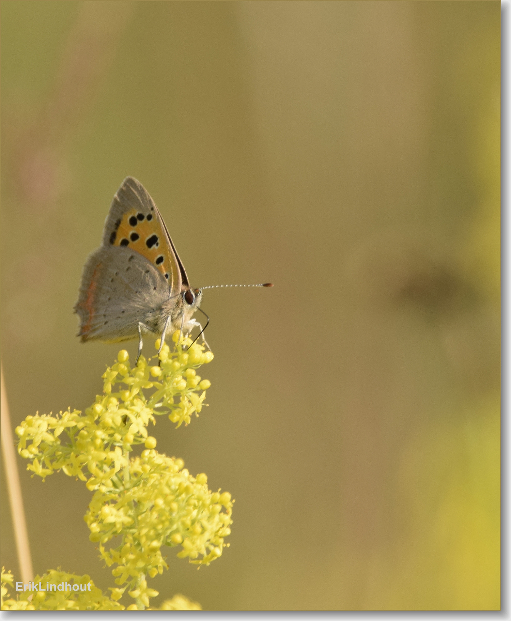 Sigma 150-600mm F5-6.3 DG OS HSM | C sample photo