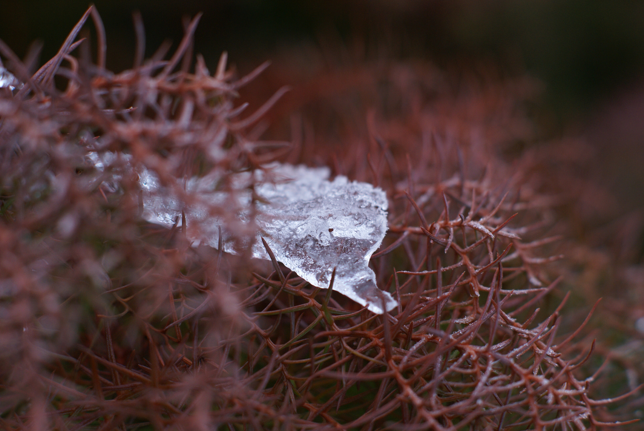 Sony Alpha DSLR-A100 + Sony DT 50mm F1.8 SAM sample photo. Red tide photography