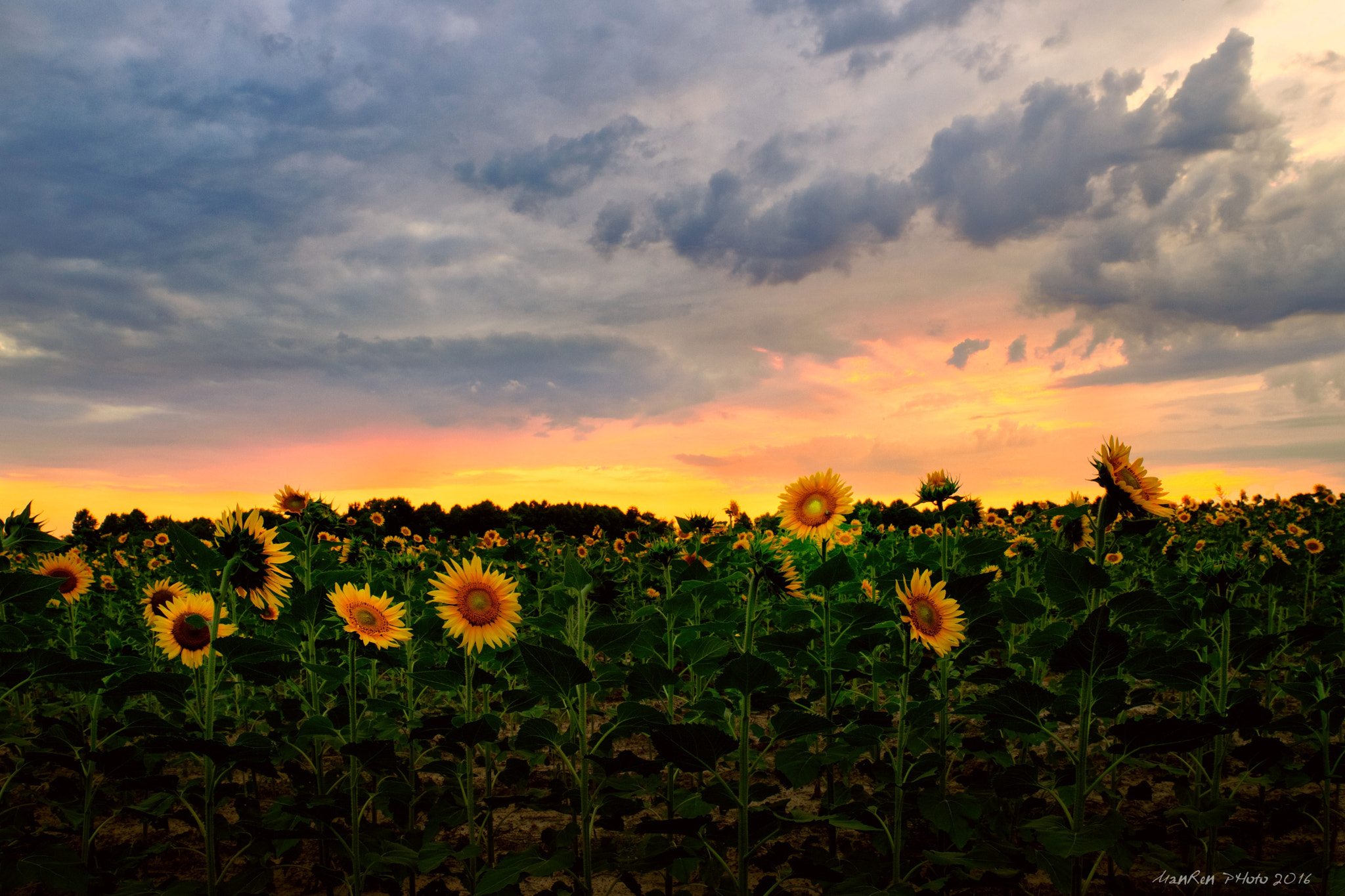 Phase One P65+ sample photo. Summer evening photography