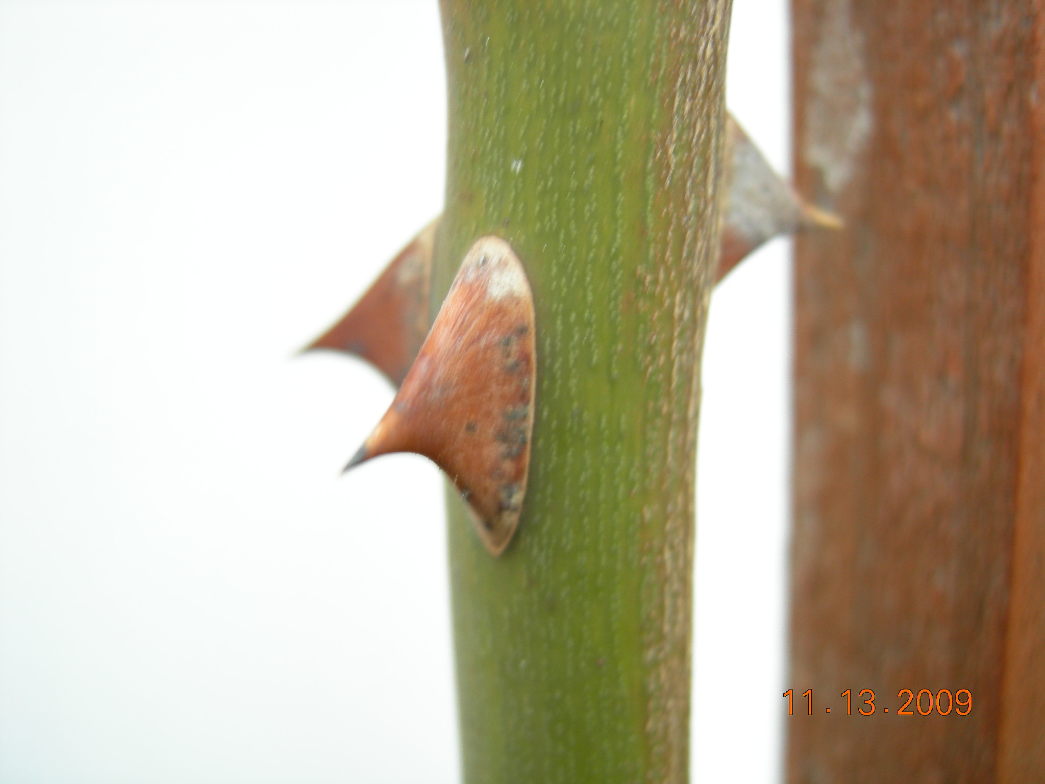 Nikon COOLPIX P2 sample photo