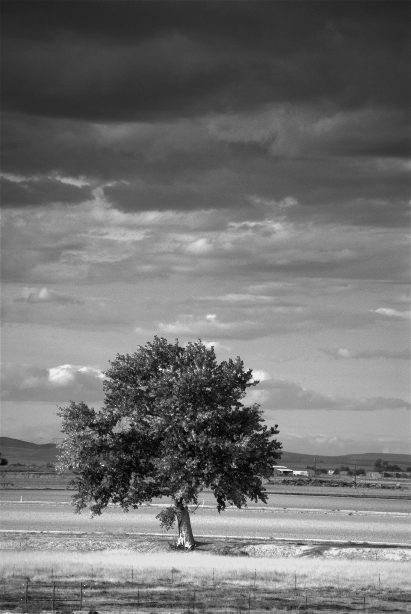 Lone Tree