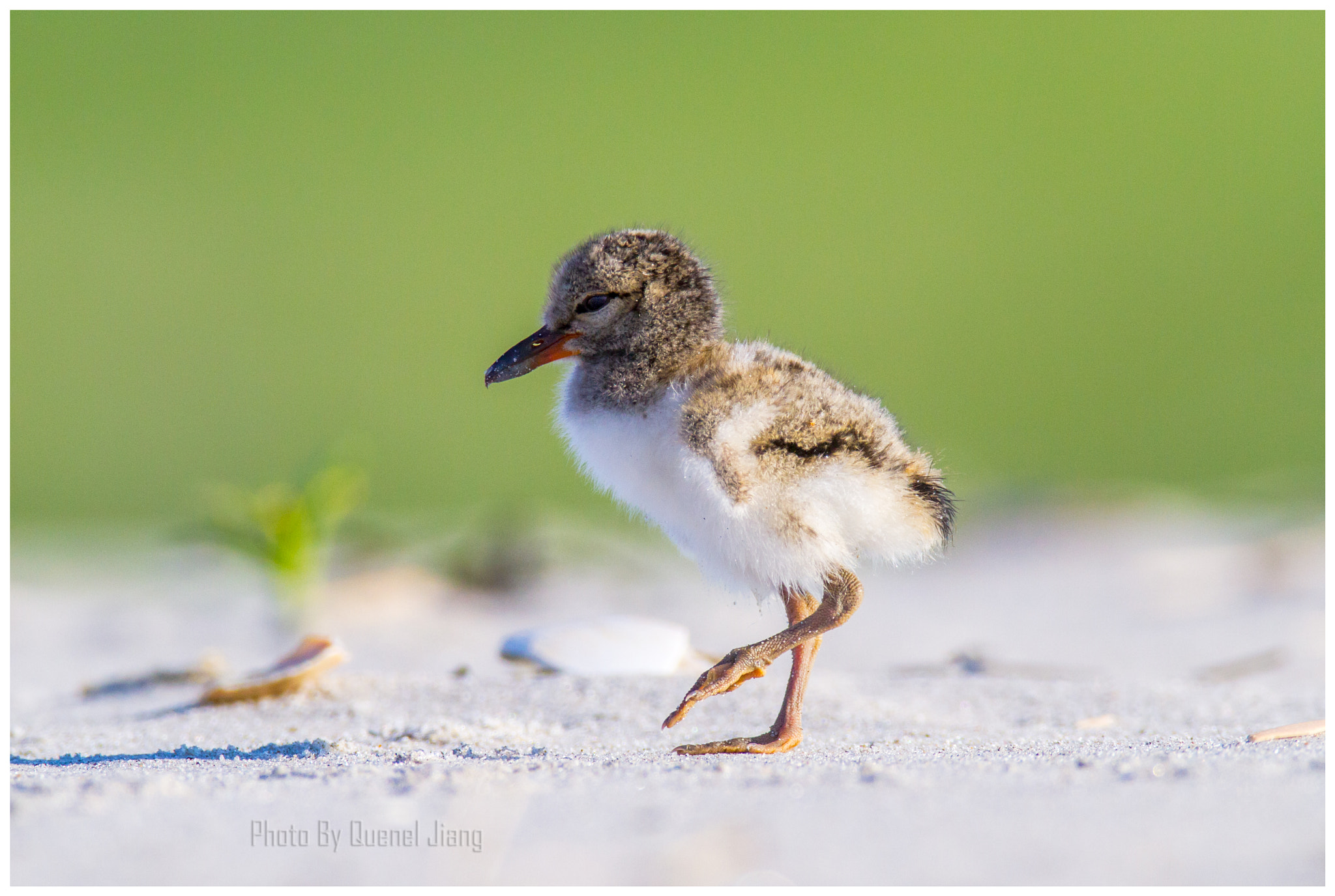 Canon EOS 7D + Canon EF 600mm F4L IS USM sample photo. Baby oystercatcher photography