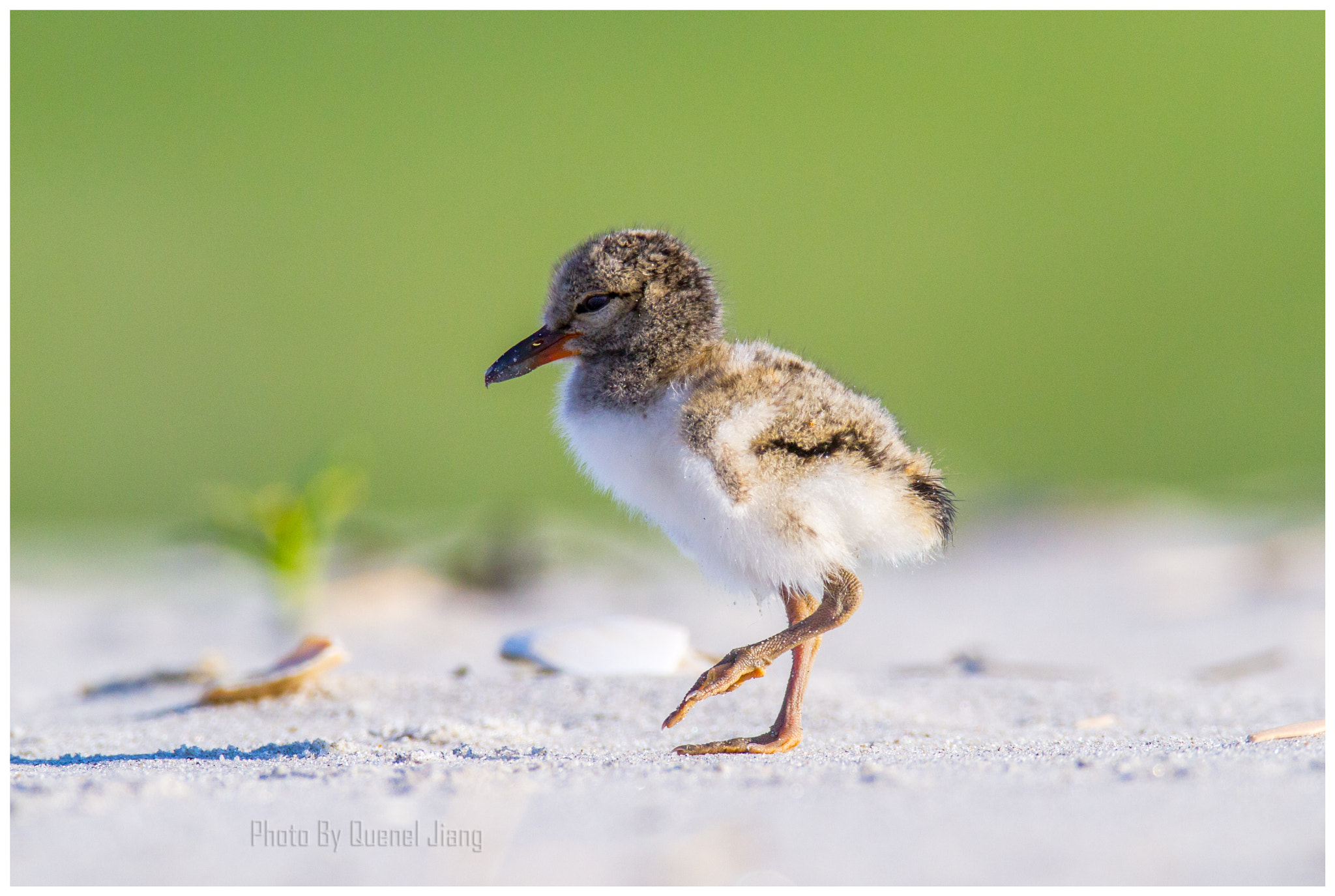 Canon EF 600mm F4L IS USM sample photo. Baby oystercatcher photography