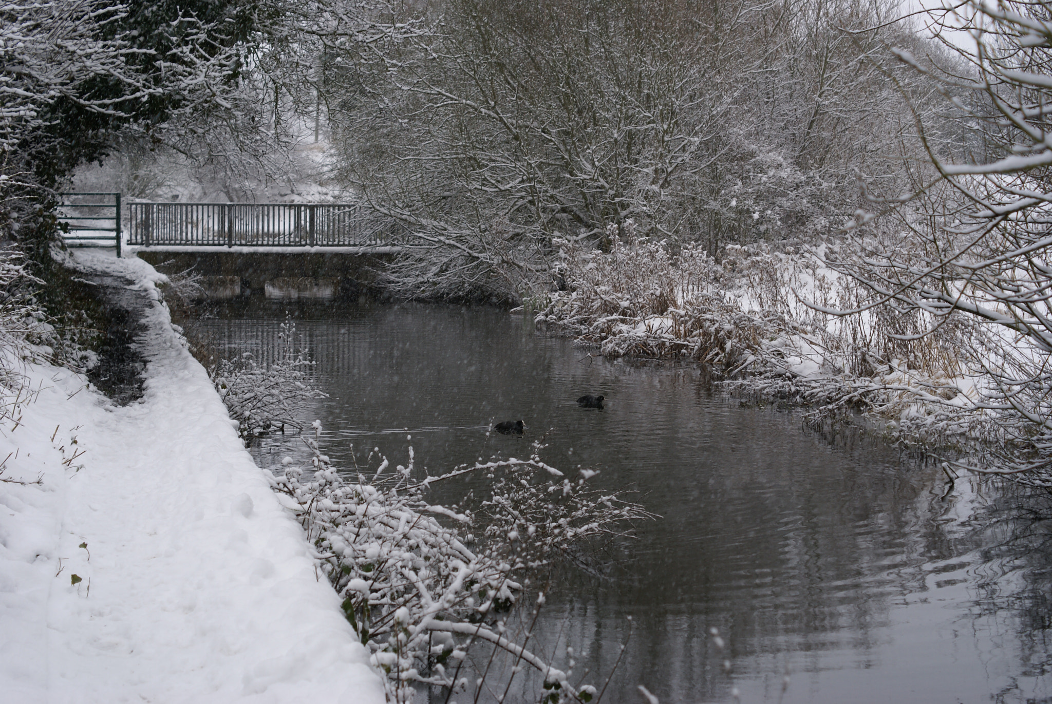 Sony Alpha DSLR-A100 + Sony DT 50mm F1.8 SAM sample photo. Icy serenity photography